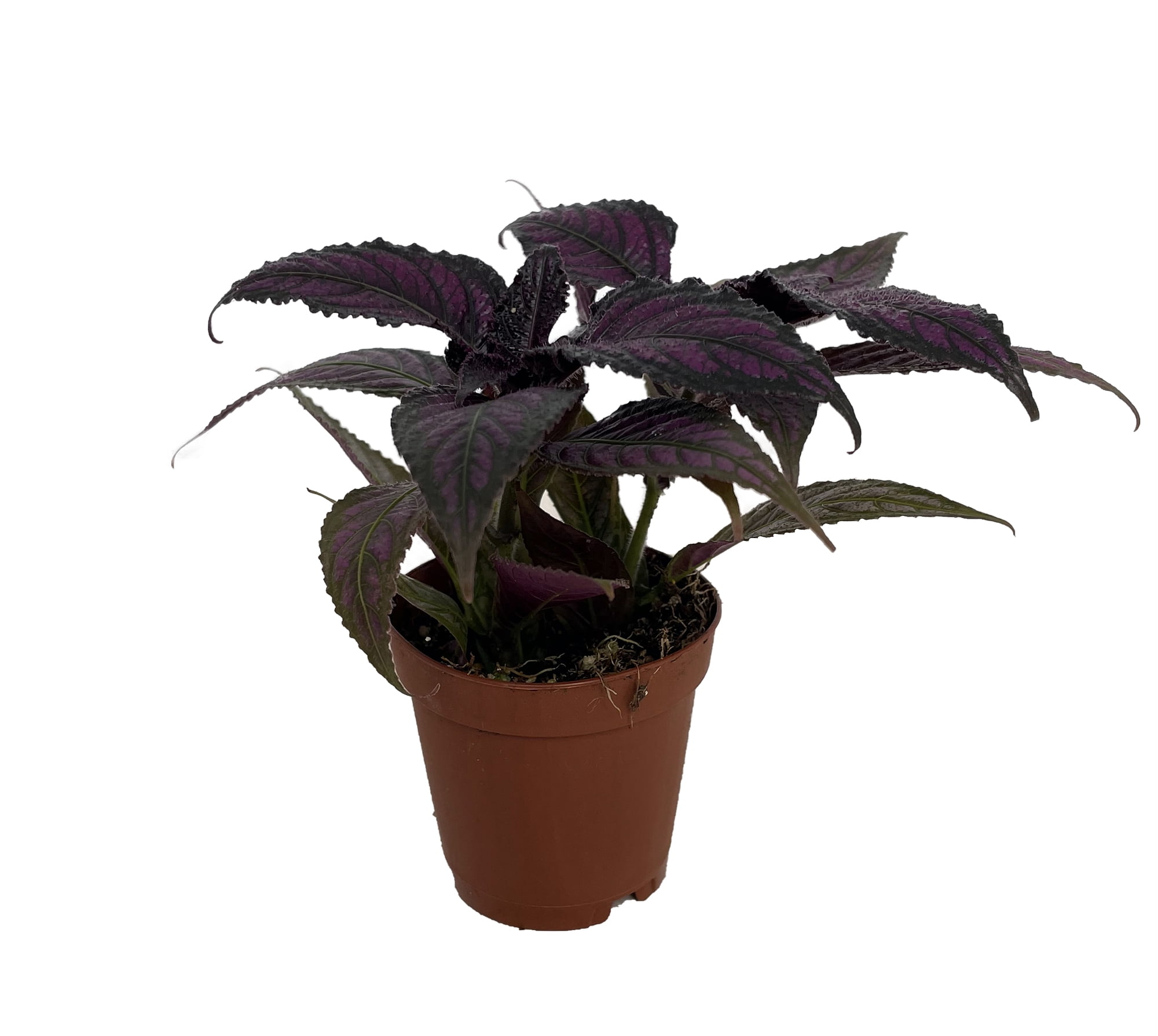 Hirt's Gardens Persian Shield Live Plant (Strobilanthes) Iridescent Foliage Houseplant (Green, 2 in Pot) dtxnd