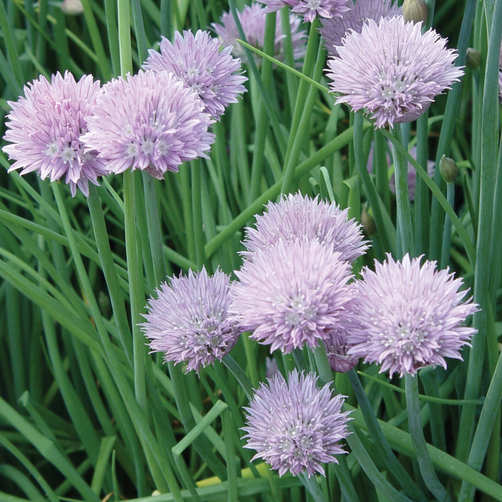 Burpee Organic Common Chives Herb Seeds (1-Pack) 0h6xk