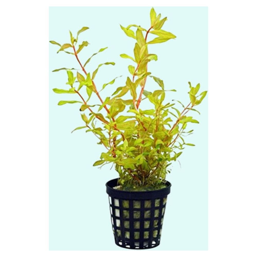 Canton Aquatics Rotala Vietnam HRa Live Aquarium Plant (Green, 3-5 Stems) cgwun