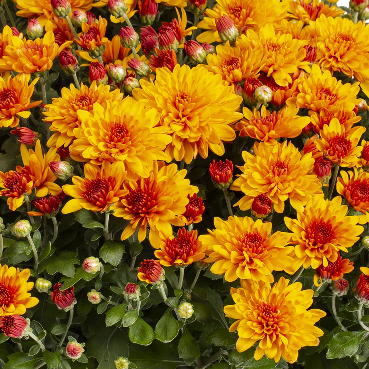 Expert Gardener Orange Garden Chrysanthemum Live Plant in Decorative Square Pot (1 gal) zbjss