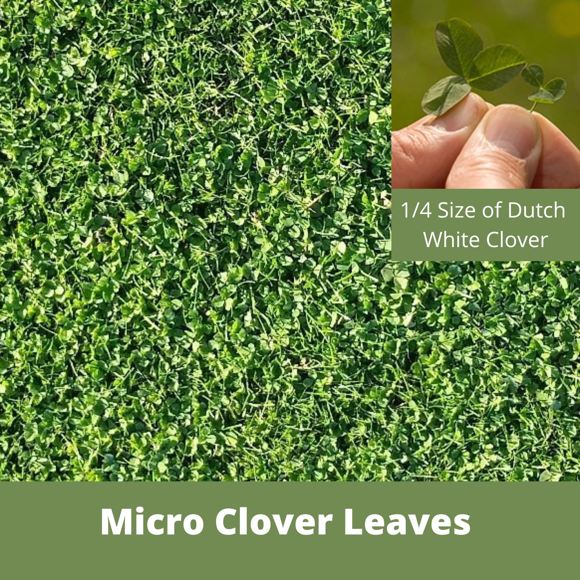 Flawn Seed Kits Micro Clover Lawn Growing Kit (Low Maintenance Ground Cover, 500 sq ft) 7gwkx