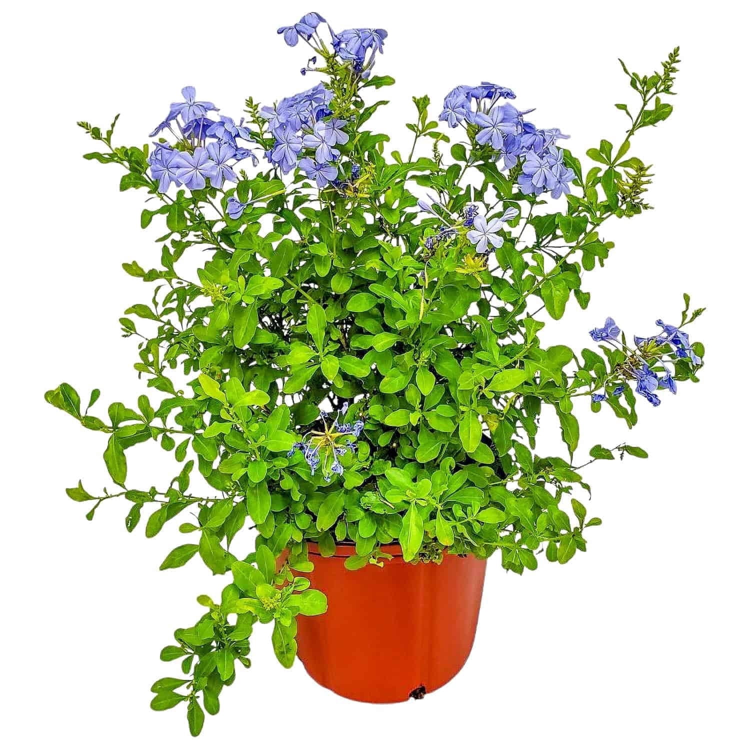 Tropical Plants of Florida Imperial Blue Plumbago Flowering Bush (Blue, 3 Gallon) hmbay