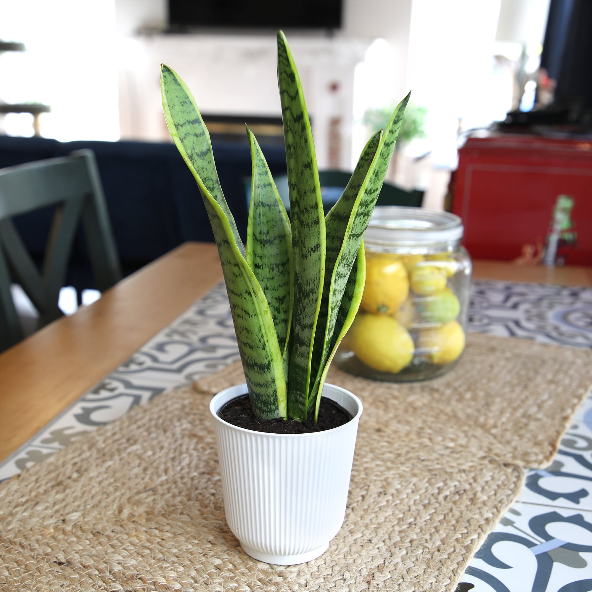 Altman Plants Laurentii Snake Plant Air Purifying Indoor Houseplant (Green, 4.25 in) 26jf3