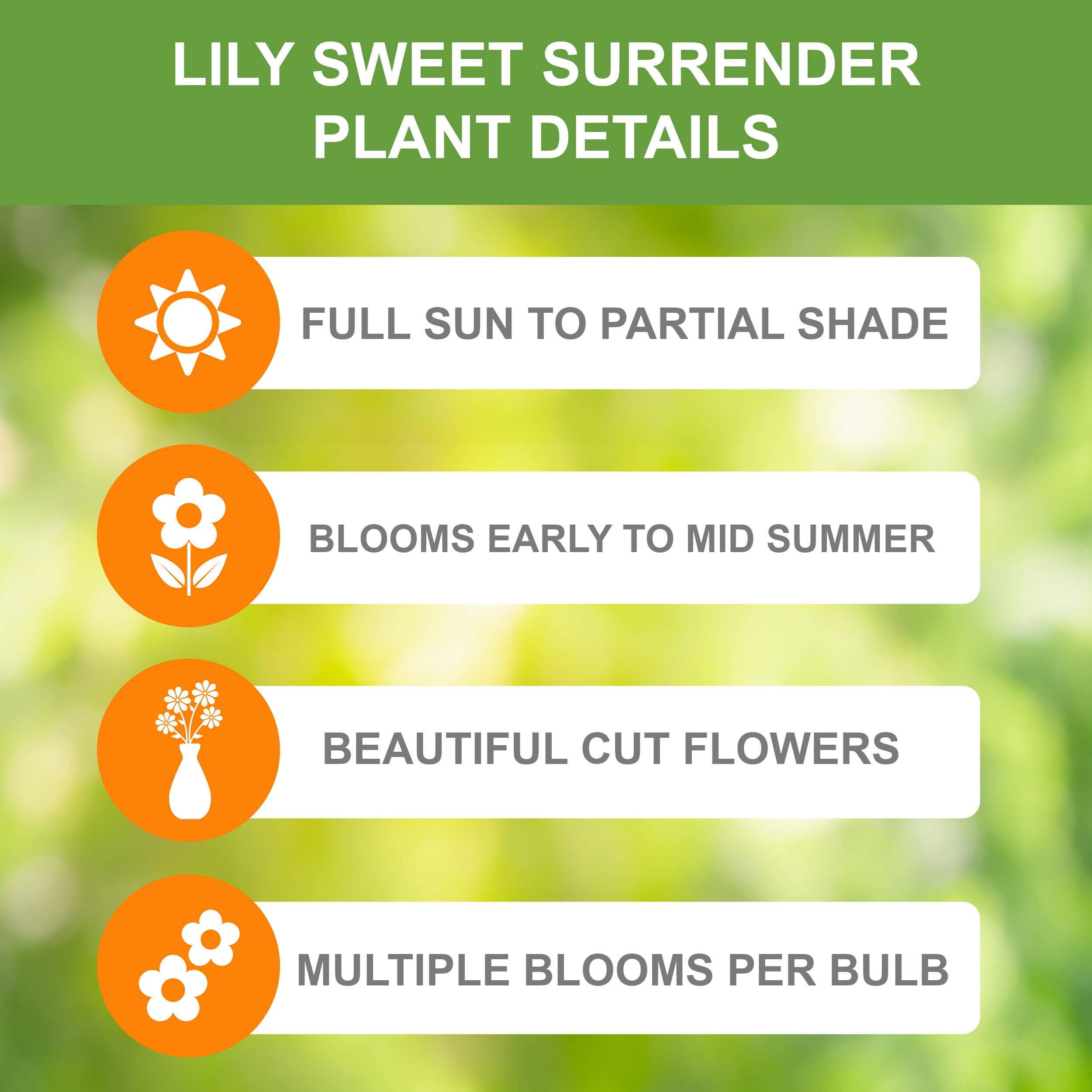 Garden State Bulb Co. Sweet Surrender Asiatic Lily Flower Bulbs (Creamy-White, 10 Pack) vws6s