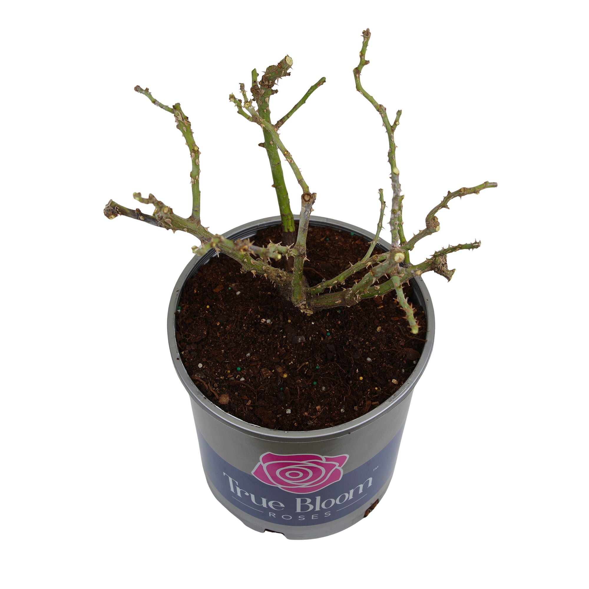 Altman Plants True Bloom True Sincerity Rose Bush (Pink and Yellow, 2 gal) 77l5k