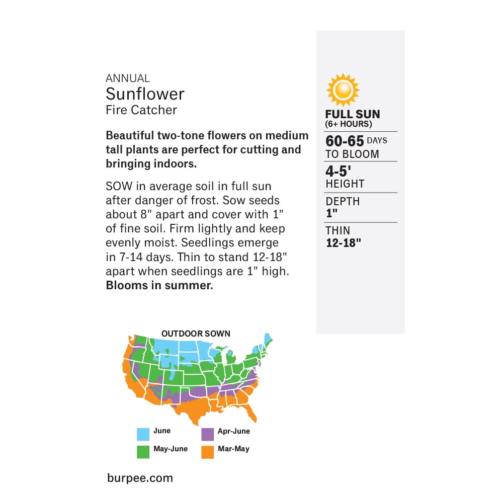Burpee Fire Catcher Sunflower Seeds (Two-Tone, 1 Pack) qjhra