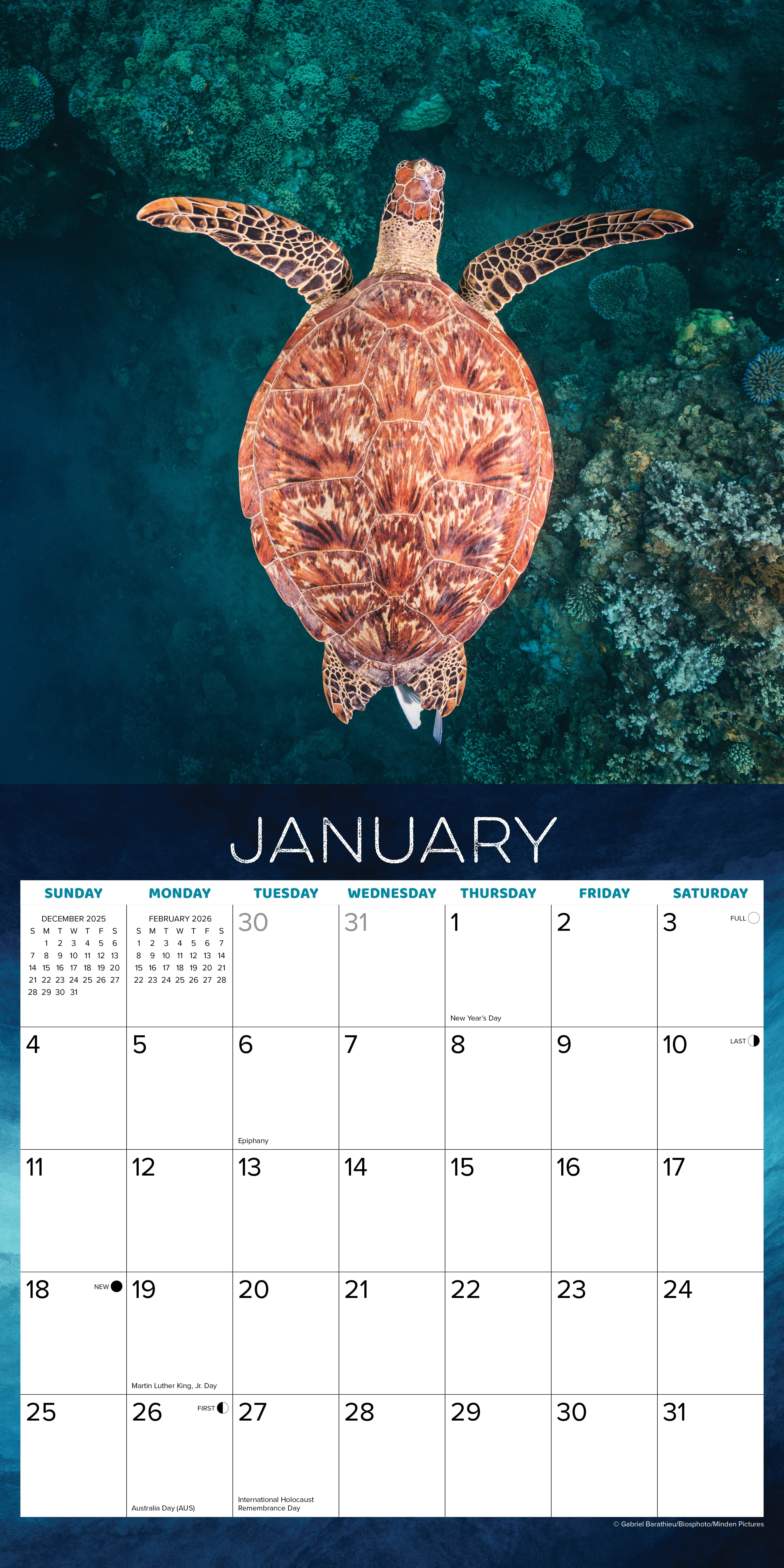 Willow Creek Press Sea Turtles 2026 Wall Calendar (12 in x 12 in) qio3u