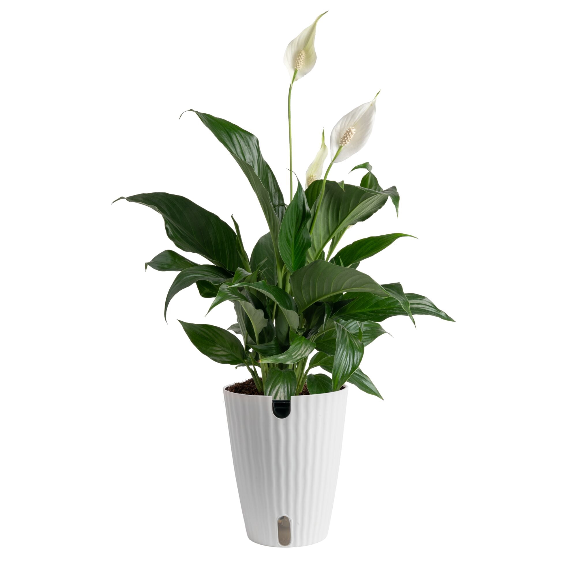 Costa Farms Peace Lily Live Indoor Plant (Green, 12 in Height, 5 in Self-Watering Pot) 20f3c