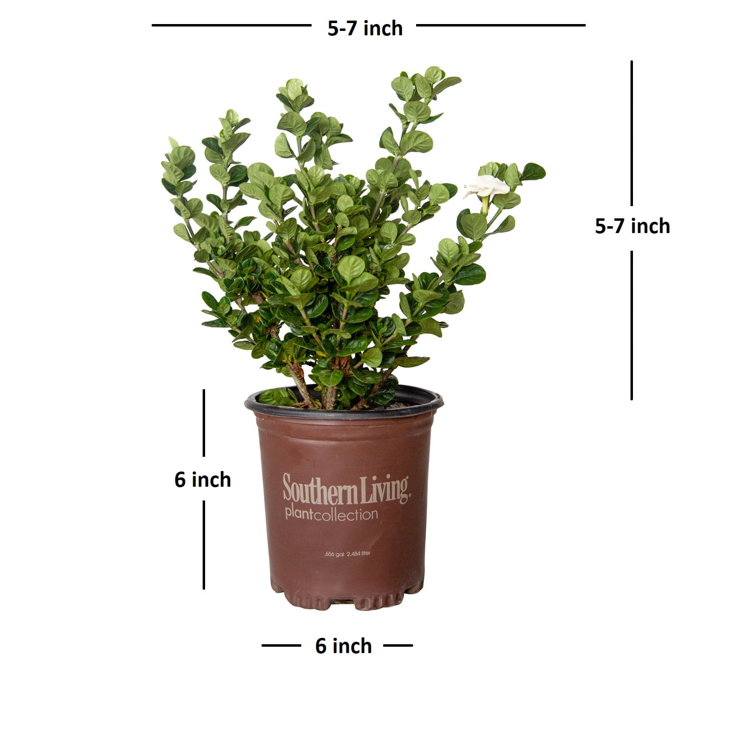 Southern Living Diamond Spire Gardenia Live Shrub (Creamy-White, 2.5 qt) ipiep