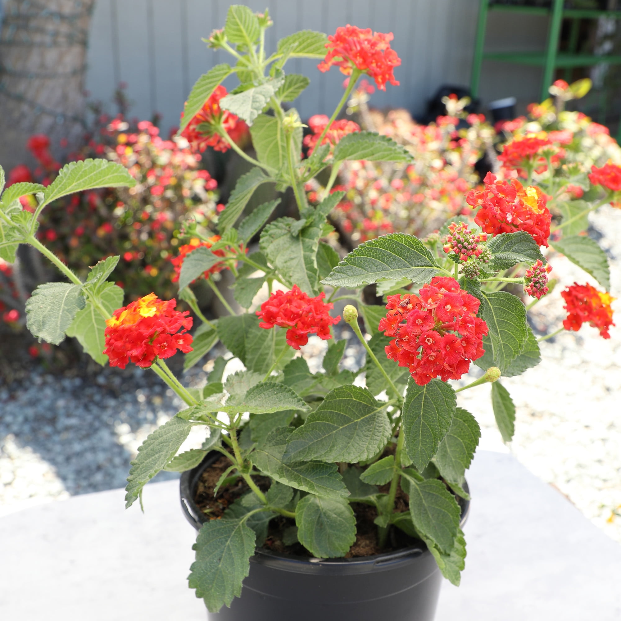 Expert Gardener Dallas Red Lantana Live Plant (Red, 2.5 qt) zzdt8