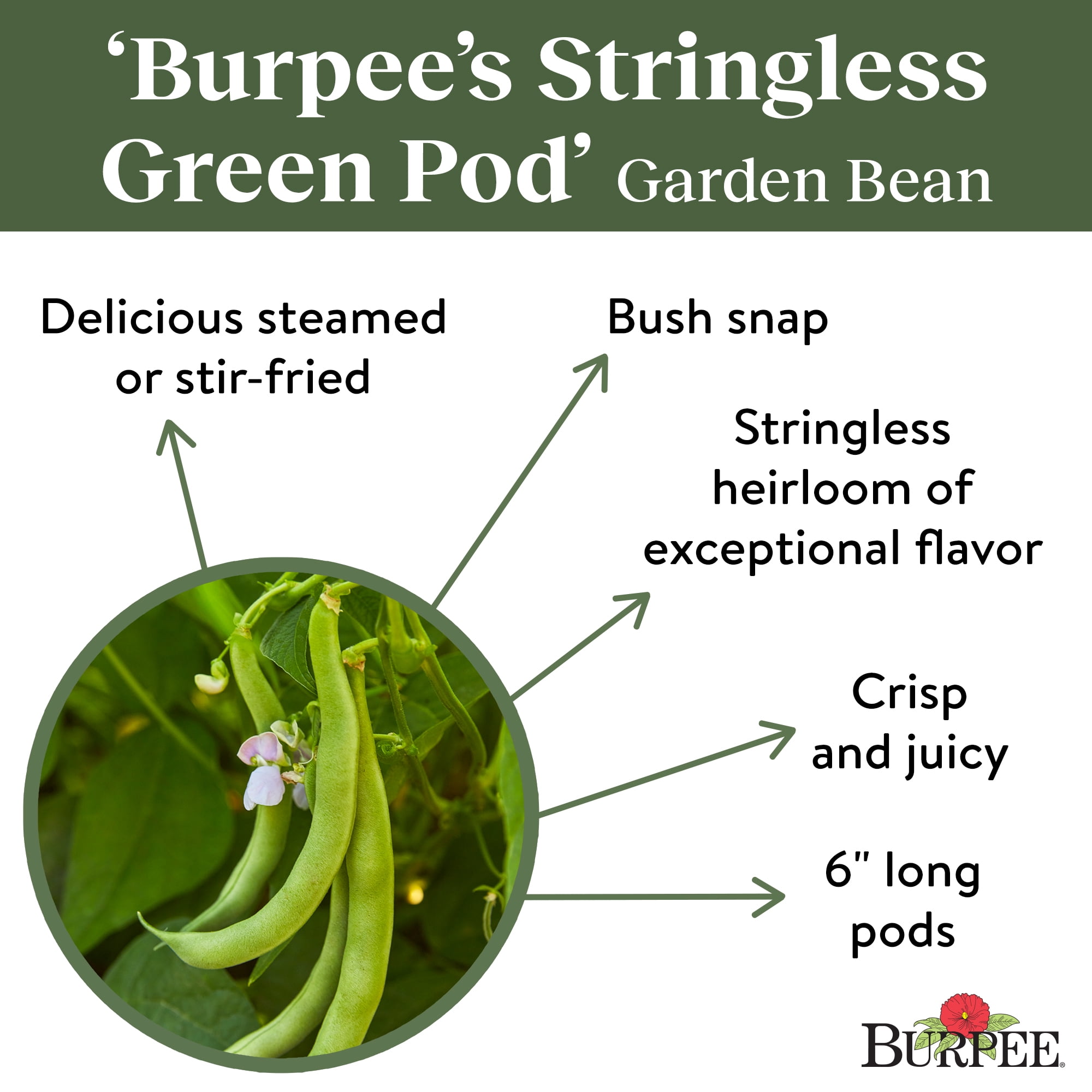 Burpee Organic Stringless Green Pod Bush Snap Bean Seeds (Green, 1-Pack) 9bj6r