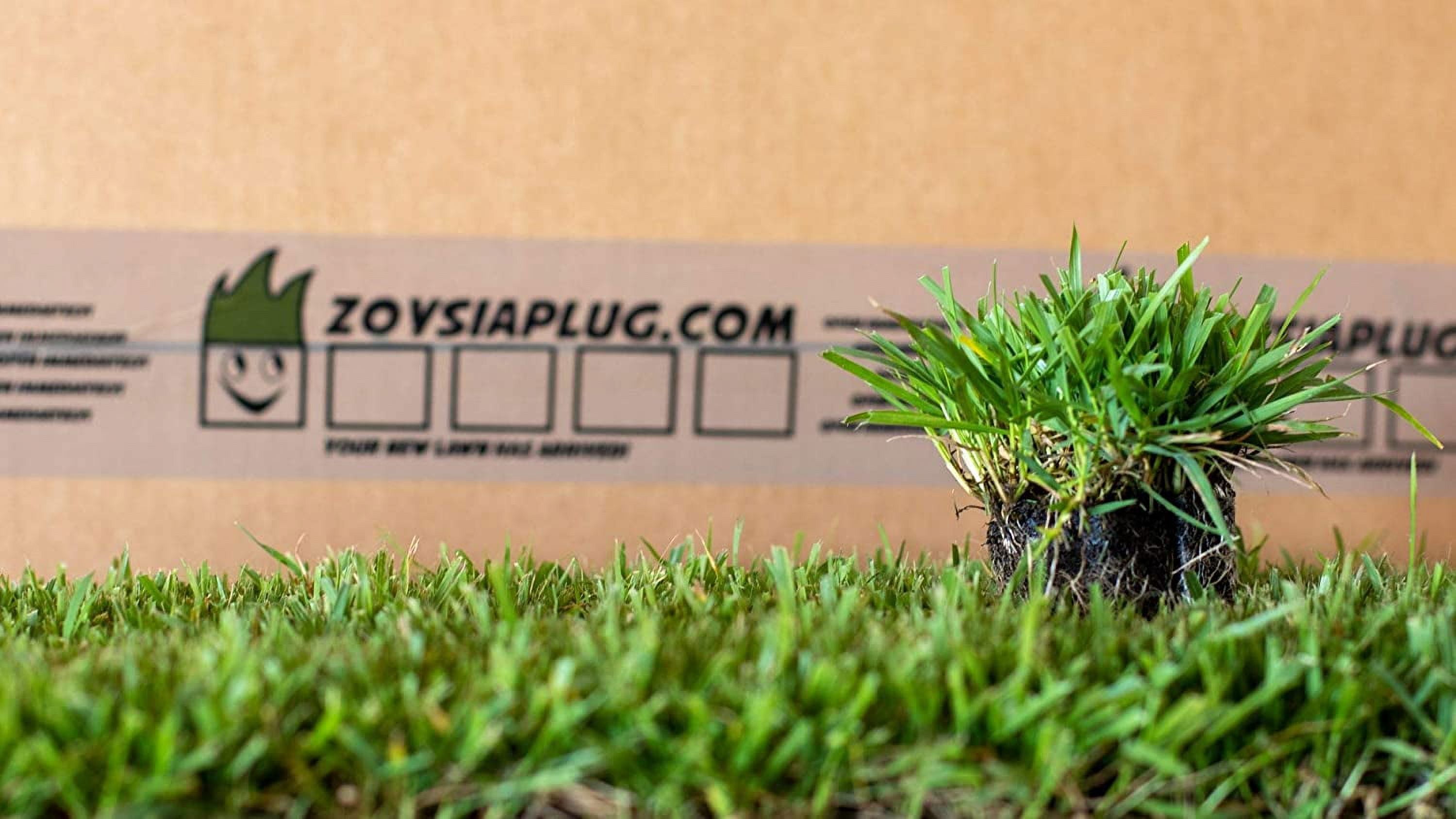 Ezplug Zoysia Grass Plugs for Lawn Restoration (50 Count) 90wpn