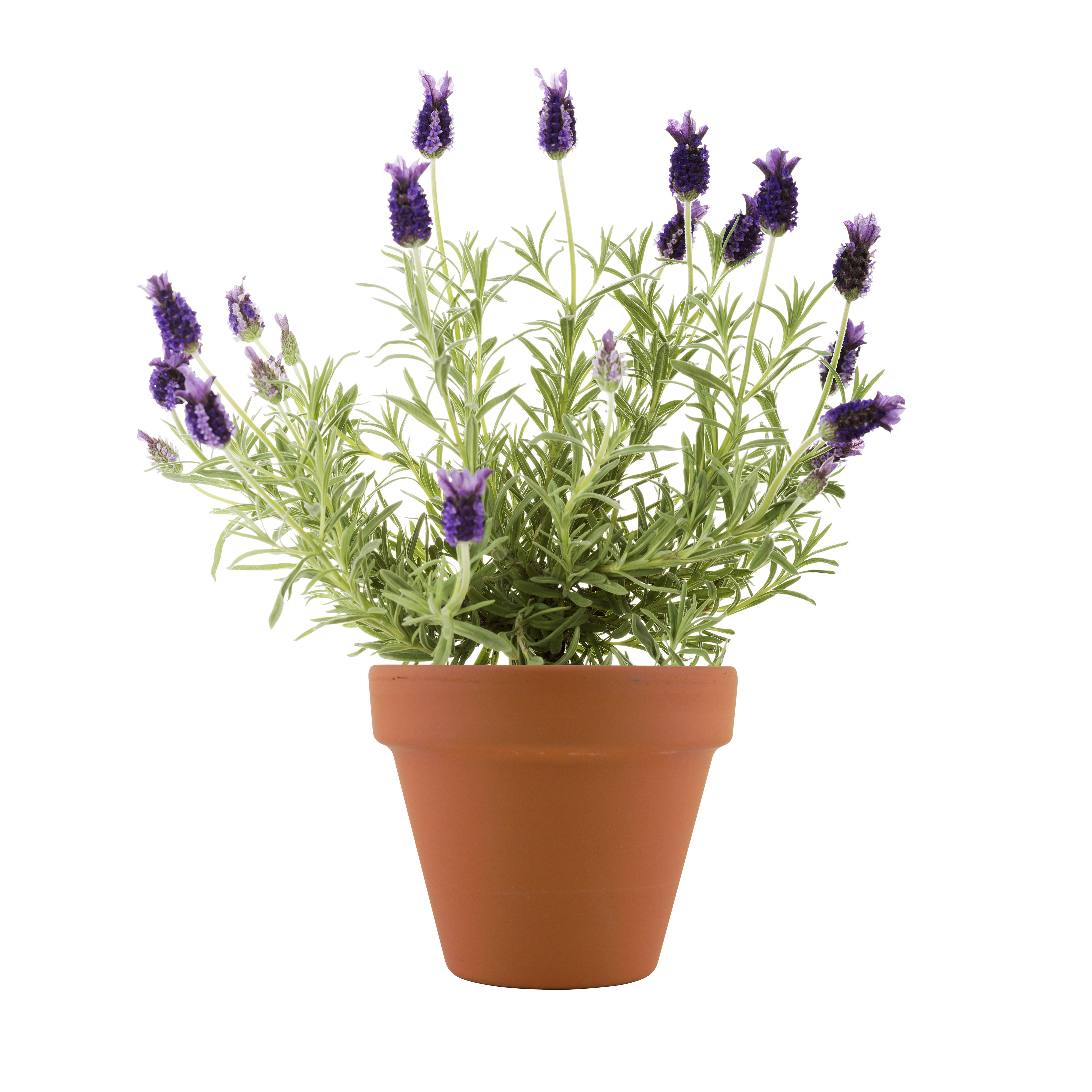 Buzzy Lavender Herb Growing Kit with Terra Cotta Pot (2.75 in) ve37s - Image 2