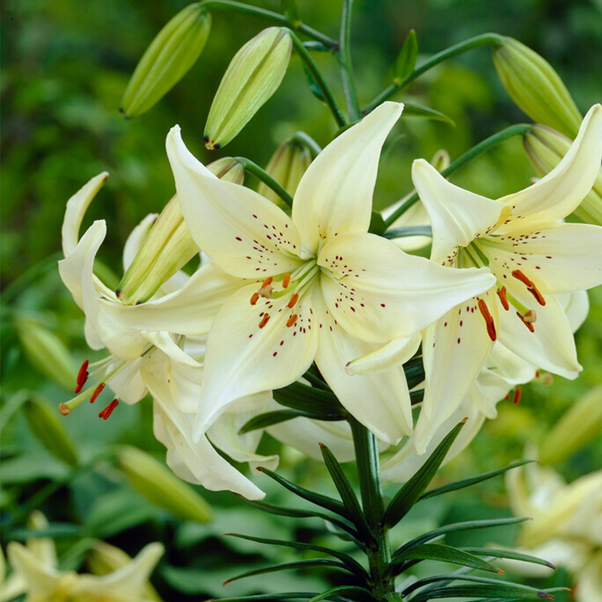 Garden State Bulb Co. Sweet Surrender Asiatic Lily Flower Bulbs (Creamy-White, 10 Pack) vws6s