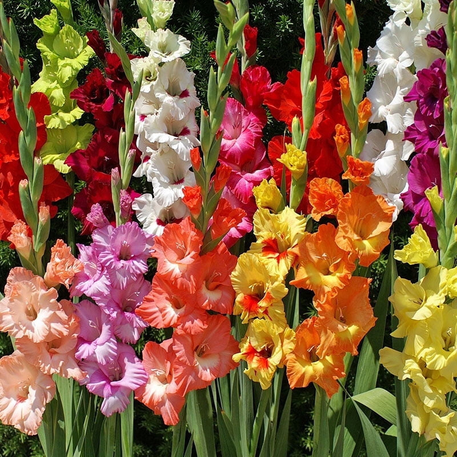 Holland Bulb Farms Gladiolus Flower Bulbs Grower Special Mix (Assorted Colors, 75 Count) p6u9v