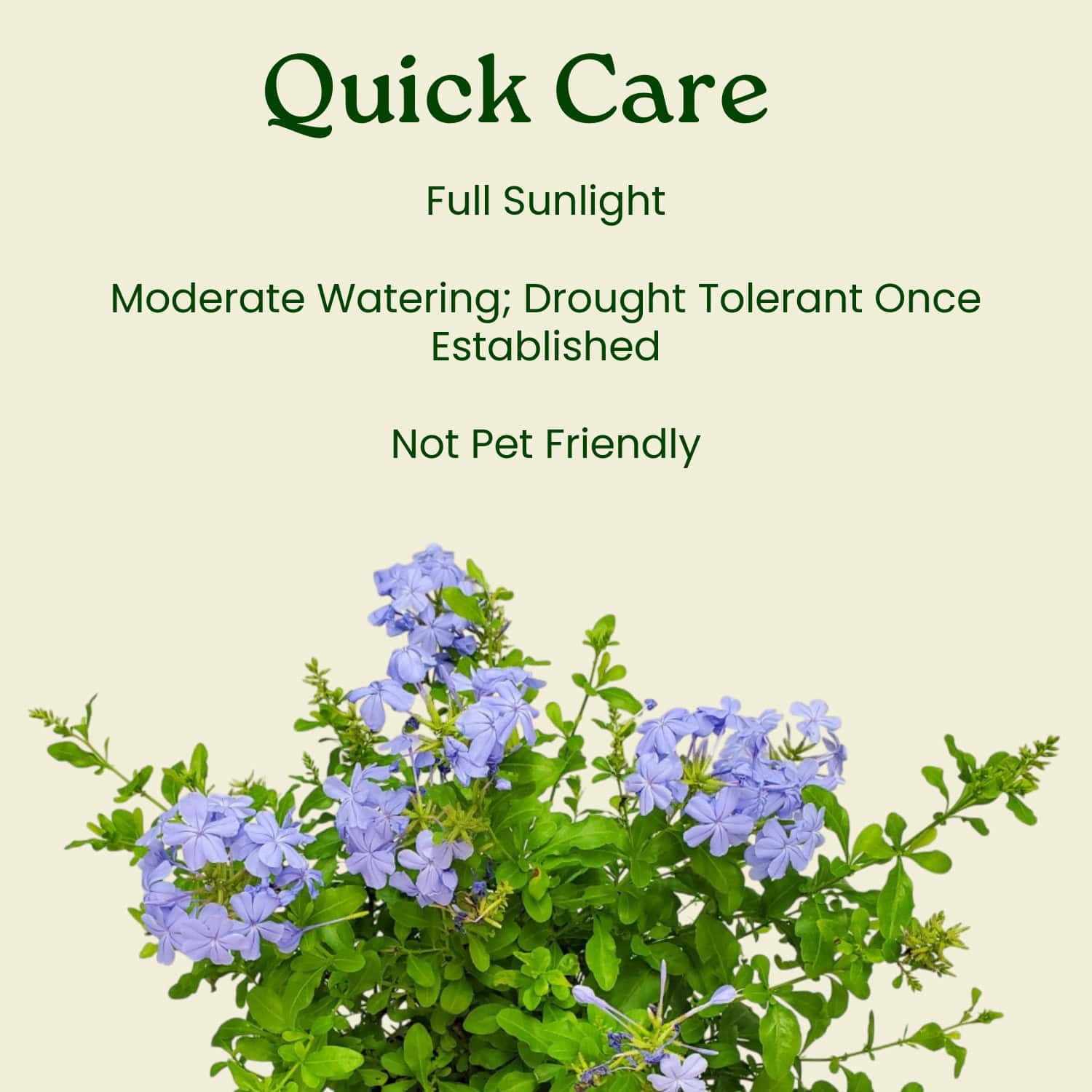 Tropical Plants of Florida Imperial Blue Plumbago Flowering Bush (Blue, 3 Gallon) hmbay