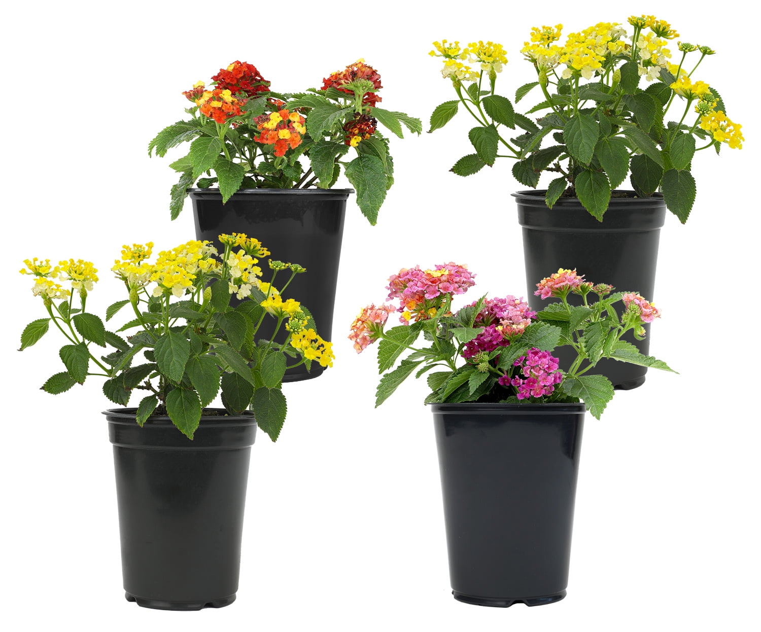 Expert Gardener Multicolor Lantana Drought Tolerant Live Plants (Full Sun, 1 Quart, 4 Count) laau8