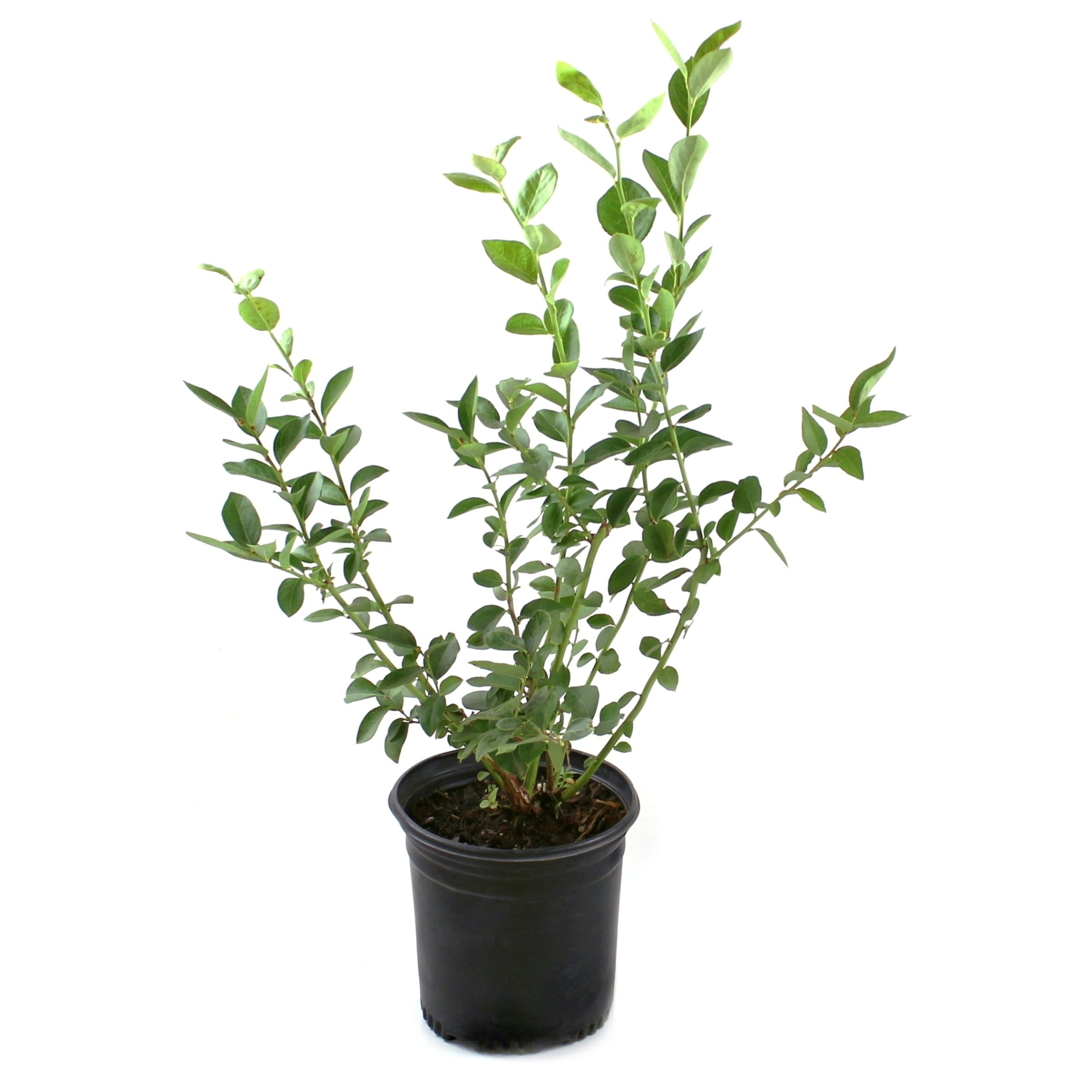 National Plant Network Legacy Blueberry Live Shrub (1 gal) m3u22