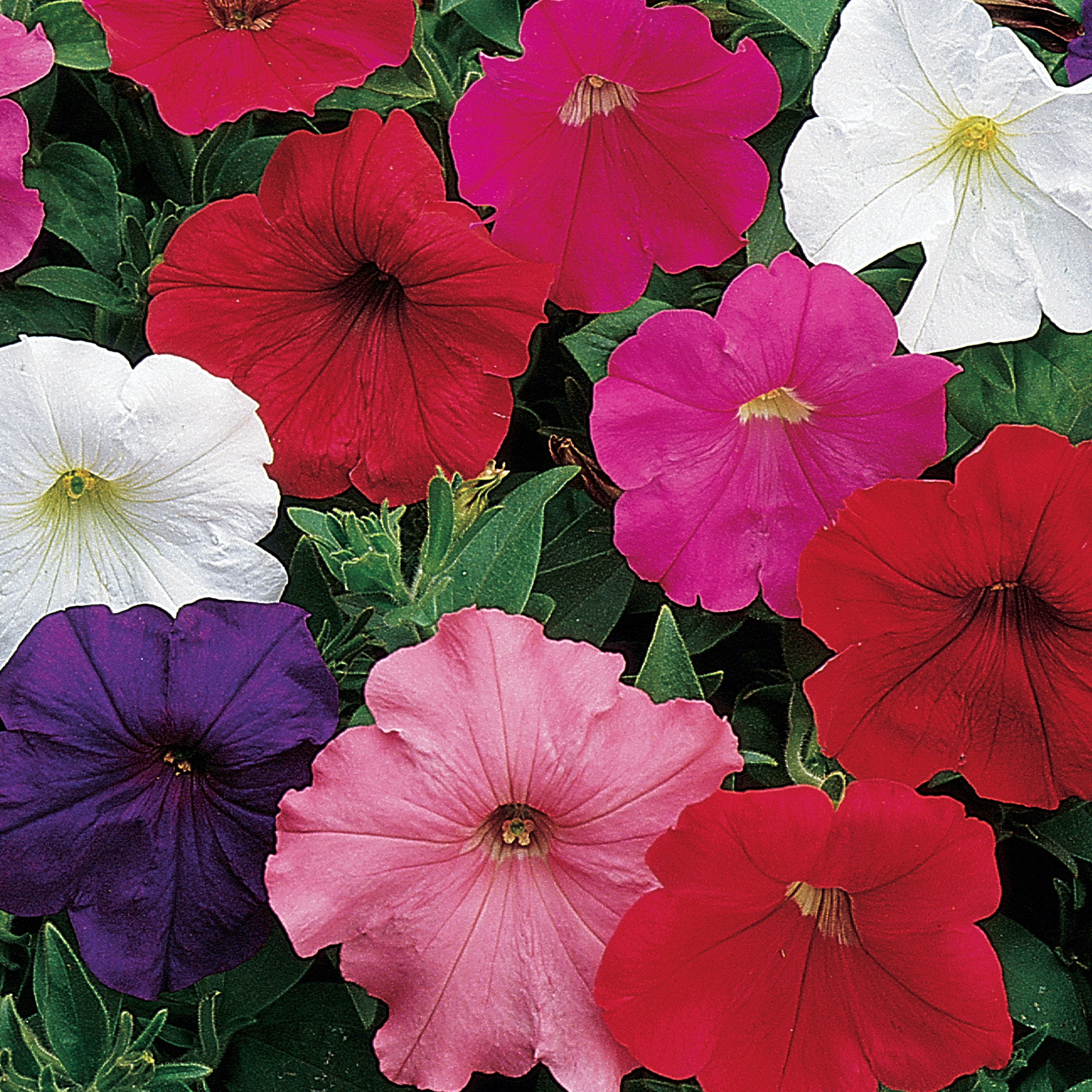 Burpee Royalty Petunia Flower Seeds (Mixed Colors, 1-Pack) ur6pm