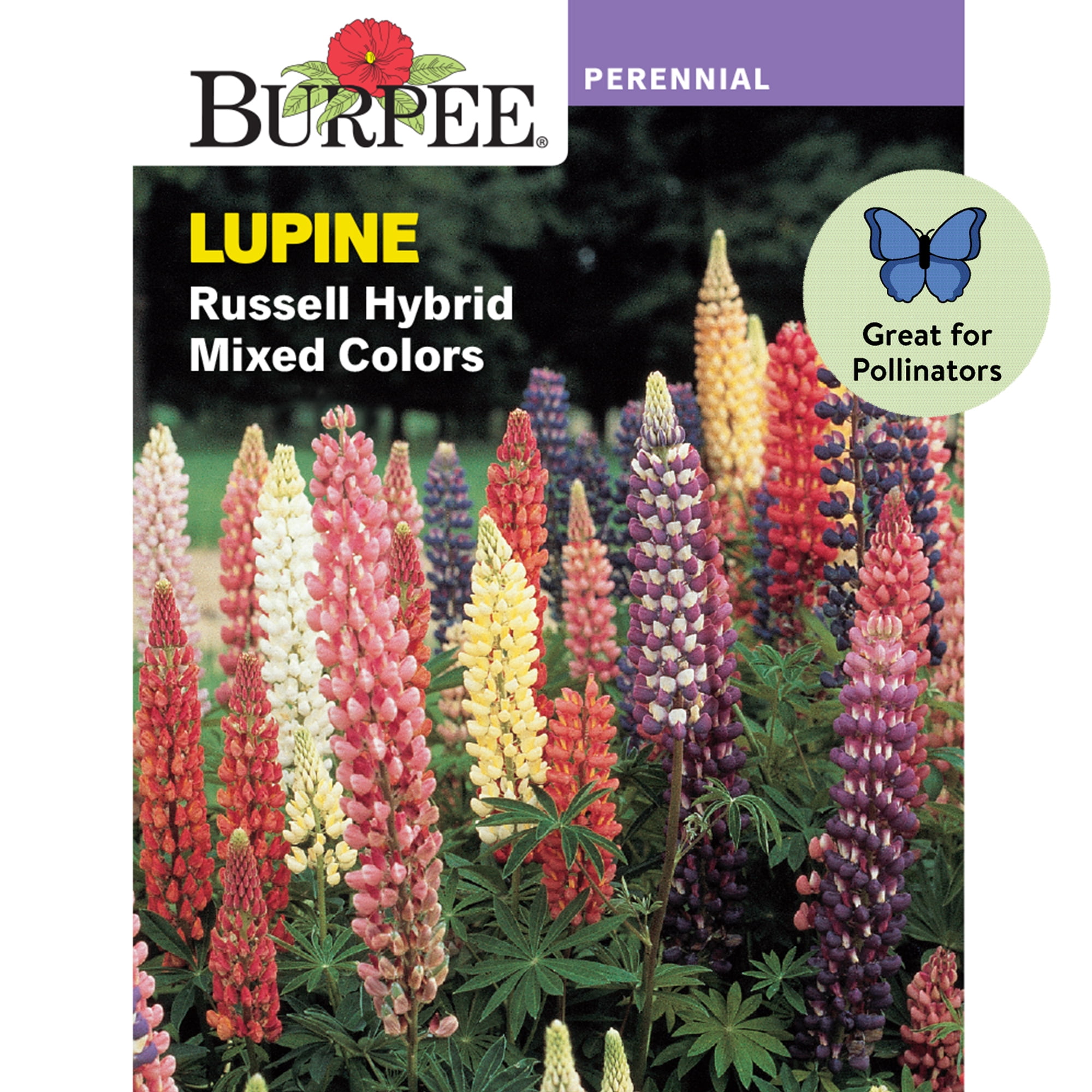 Burpee Russell Hybrid Lupine Seeds (Mixed Colors, 0.04 oz) rycy1