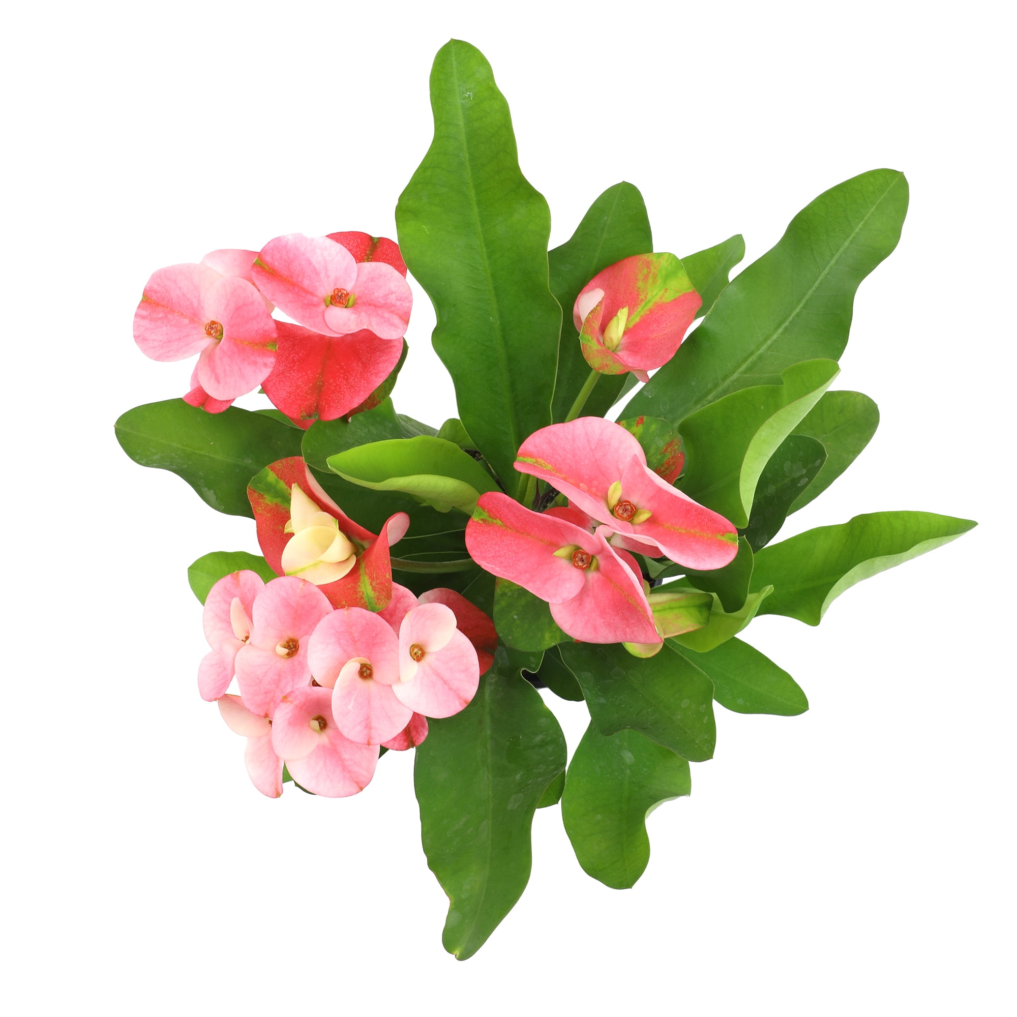 Altman Plants Euphorbia Milii Crown of Thorns Live Succulent Plant (Green, 4.25 in) k541u