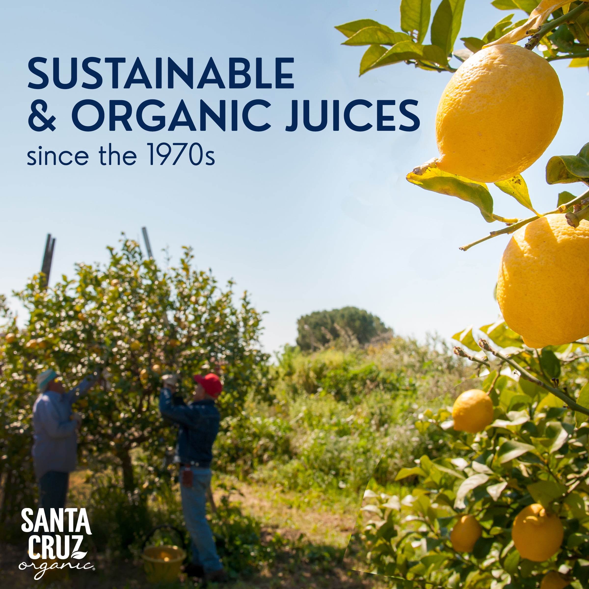 Santa Cruz Organic Pure Lemon Juice, Non-GMO Certified Organic (16 fl oz) 33468