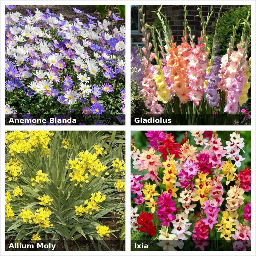 Touch Of Eco Bee & Butterfly Blooming Collection Perennial Flower Bulbs (Pink, Yellow, Red, White, 100 Count) pl232