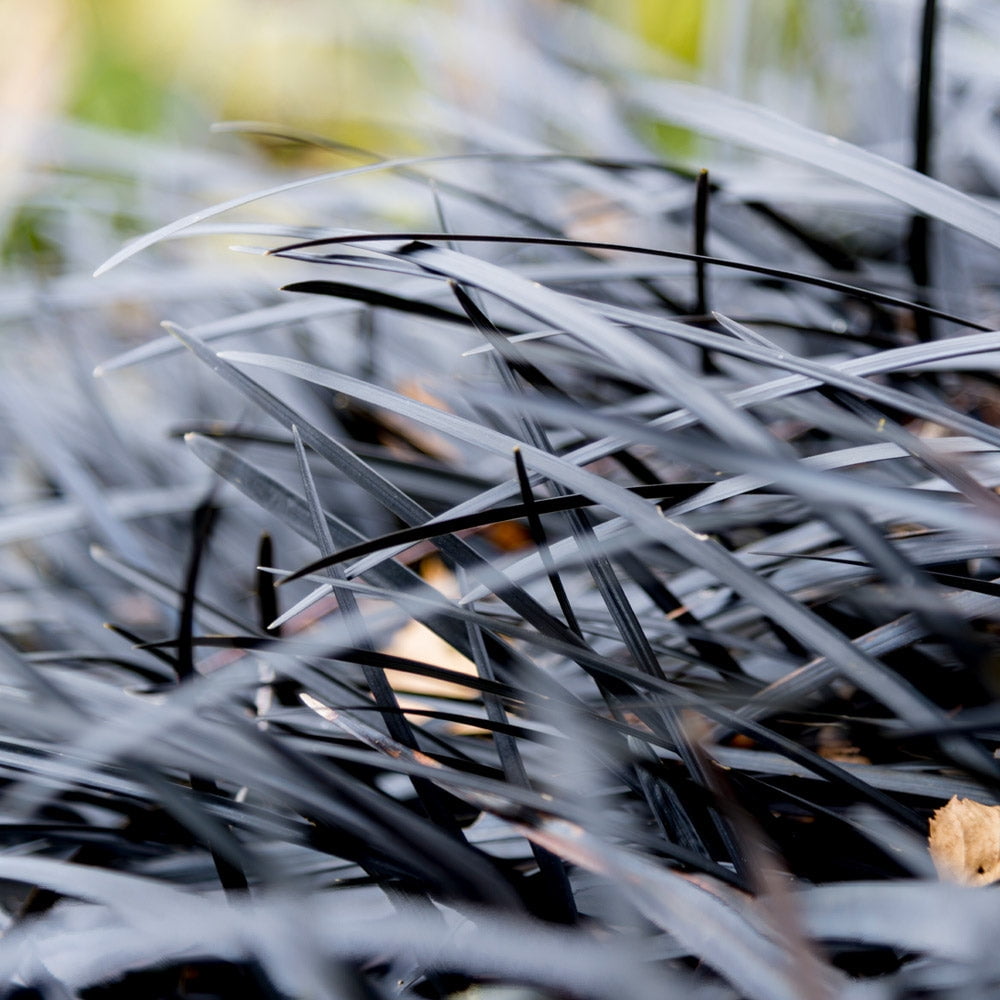Brighter Blooms Black Mondo Grass Ornamental Perennial Plant (Black, 1 gal) nrtom