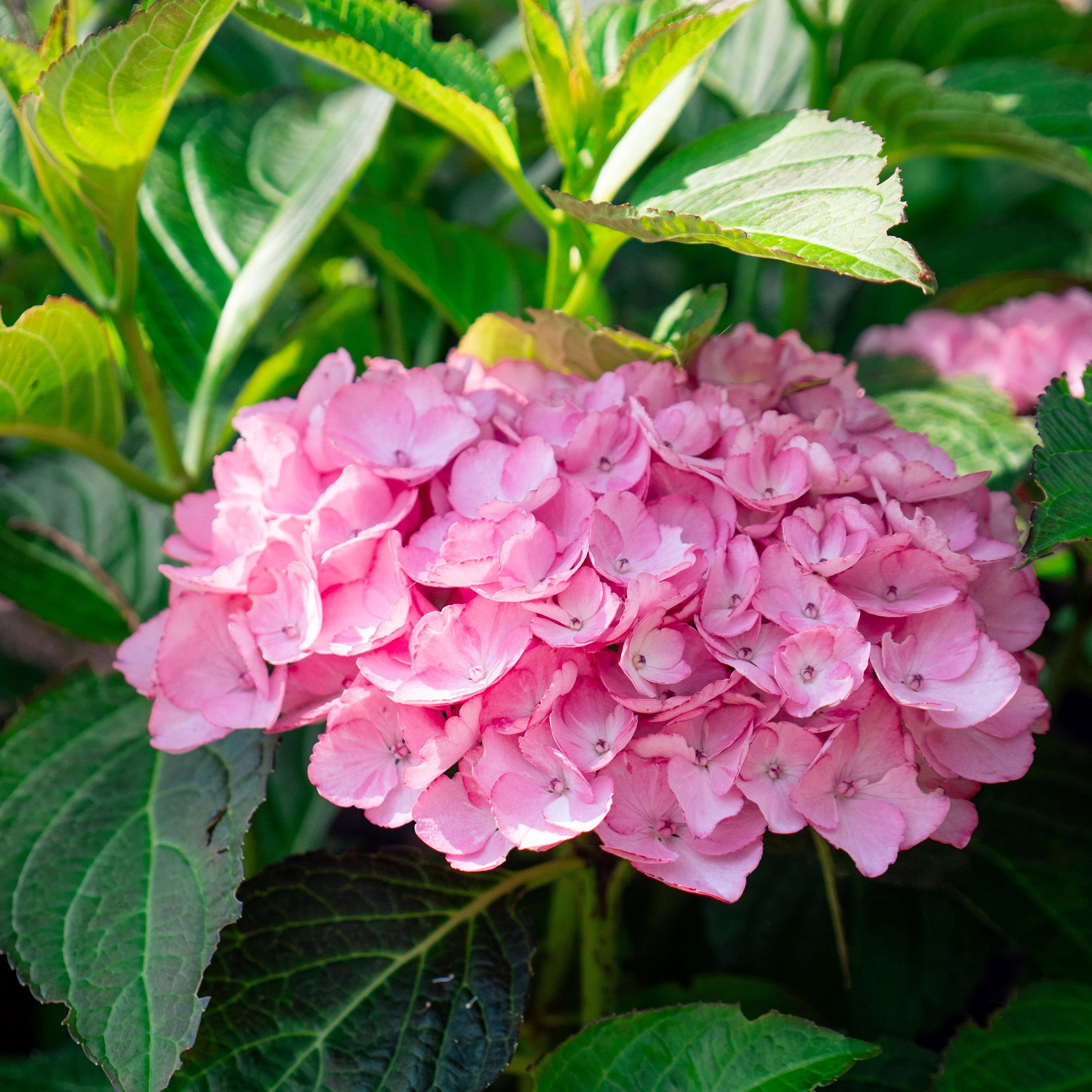 Bloomin' Easy Soul Mate Hydrangea Shrub (Pink, Jumbo Pint) 6ah1z