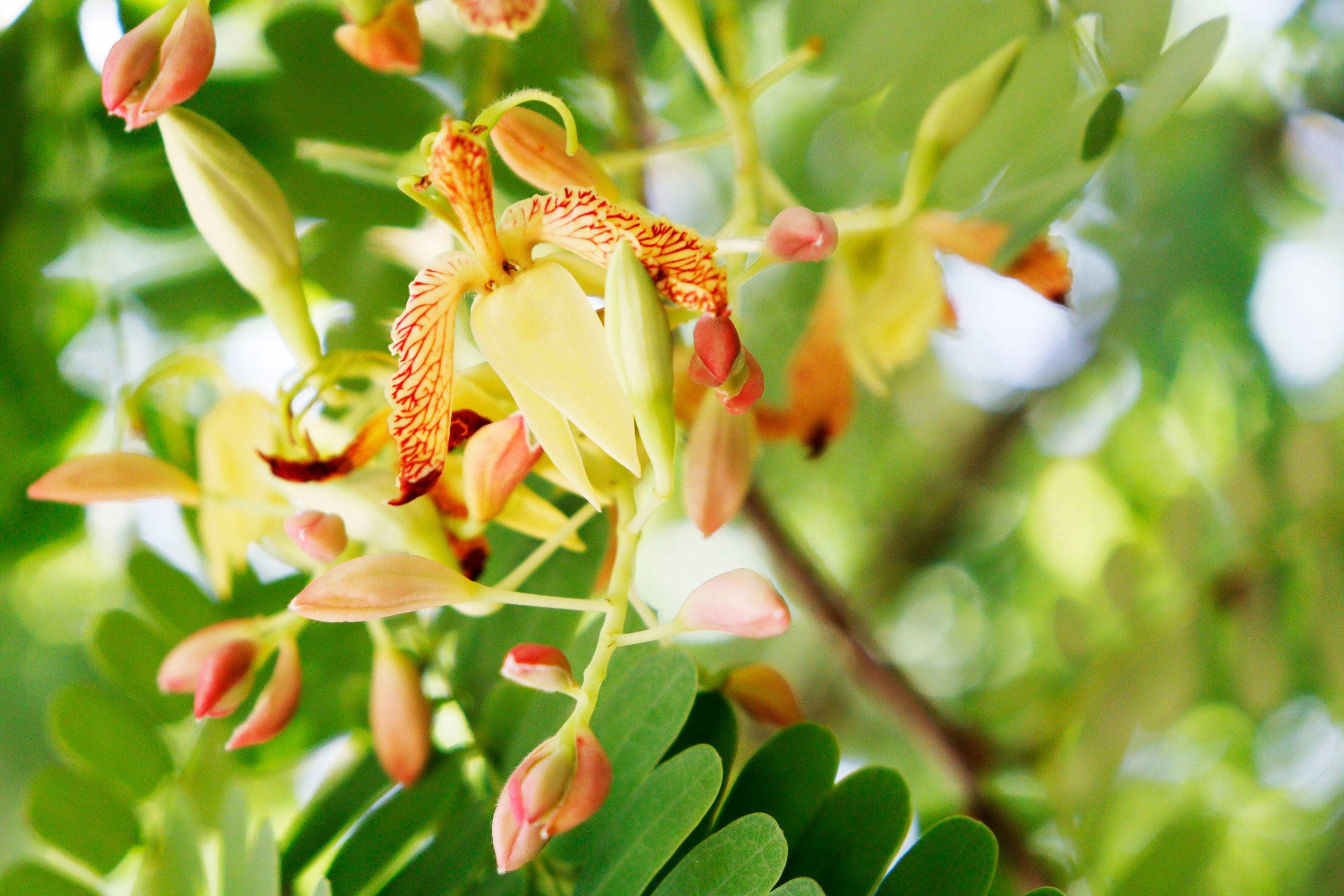 Seedville USA Tamarindus Indica Fruit Tree Seeds (5 Pack) cpj1v