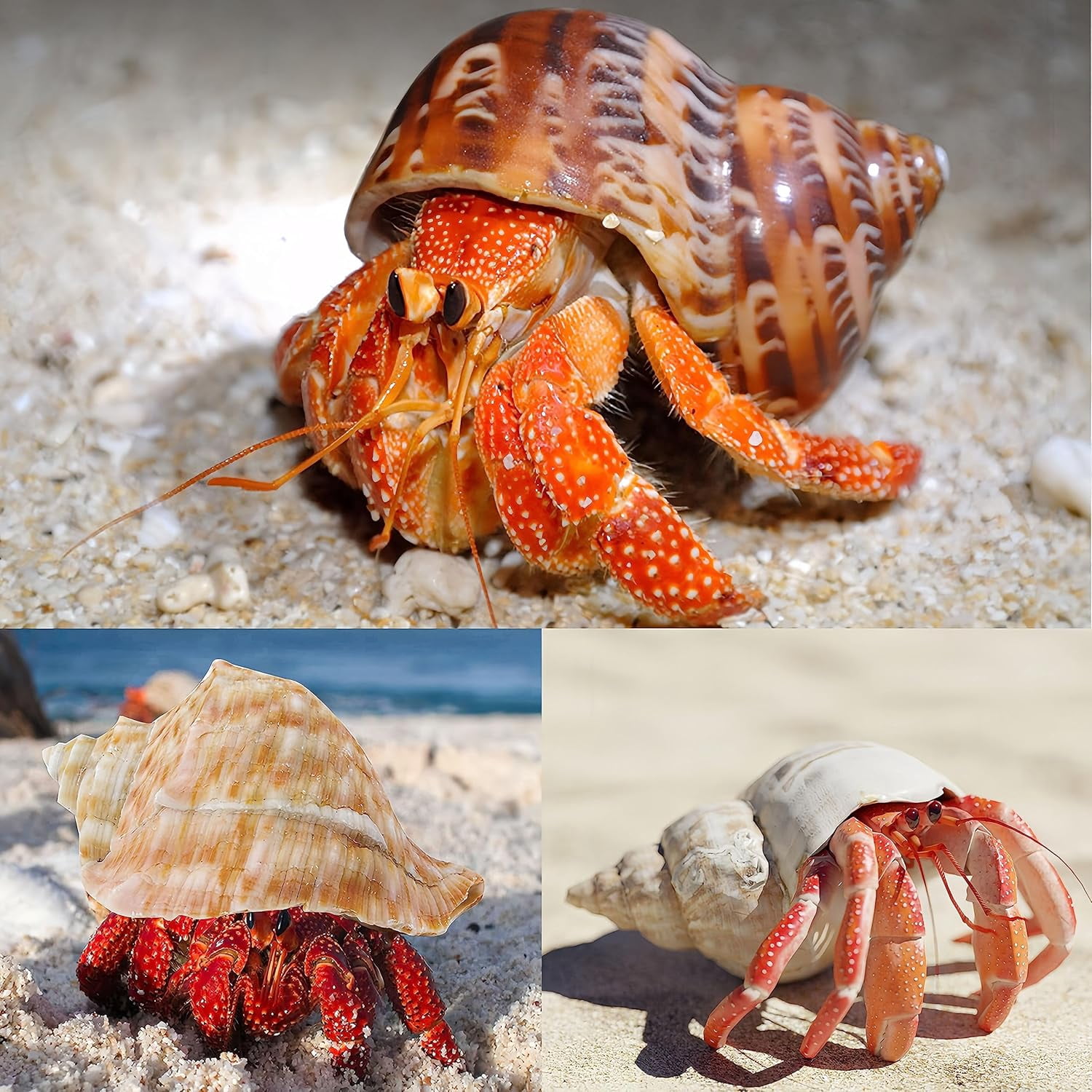 SINKOO Natural Hermit Crab Shells for Medium to Large Crabs (White, 5 Pack, 2.8 in - 3.9 in) 6ihji