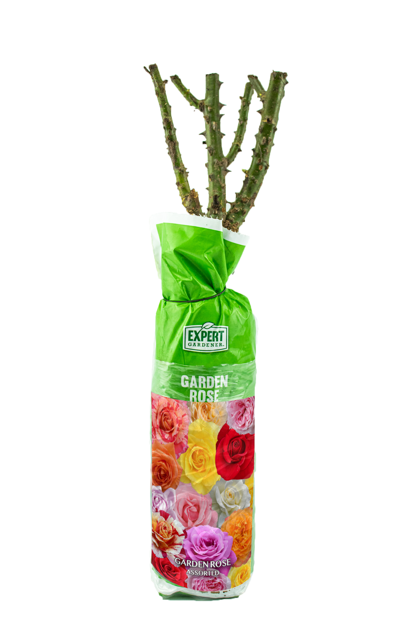 Expert Gardener Dormant Garden Rose Live Shrub (Disease Resistant, 3 ft to 4 ft Height) e8kta