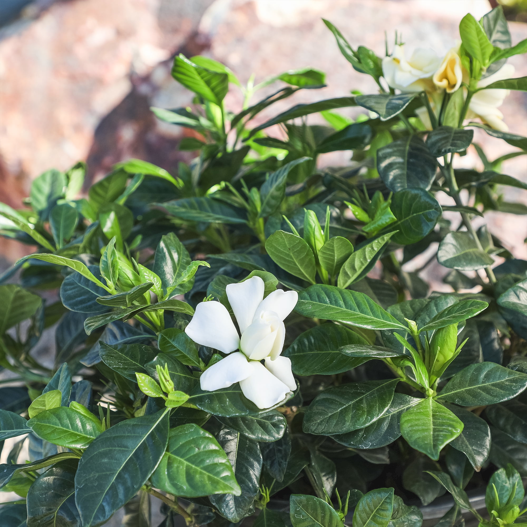 Altman Plants Gardenia Jasminoides Live Flowering Shrub (White, 1 gal) hcazo