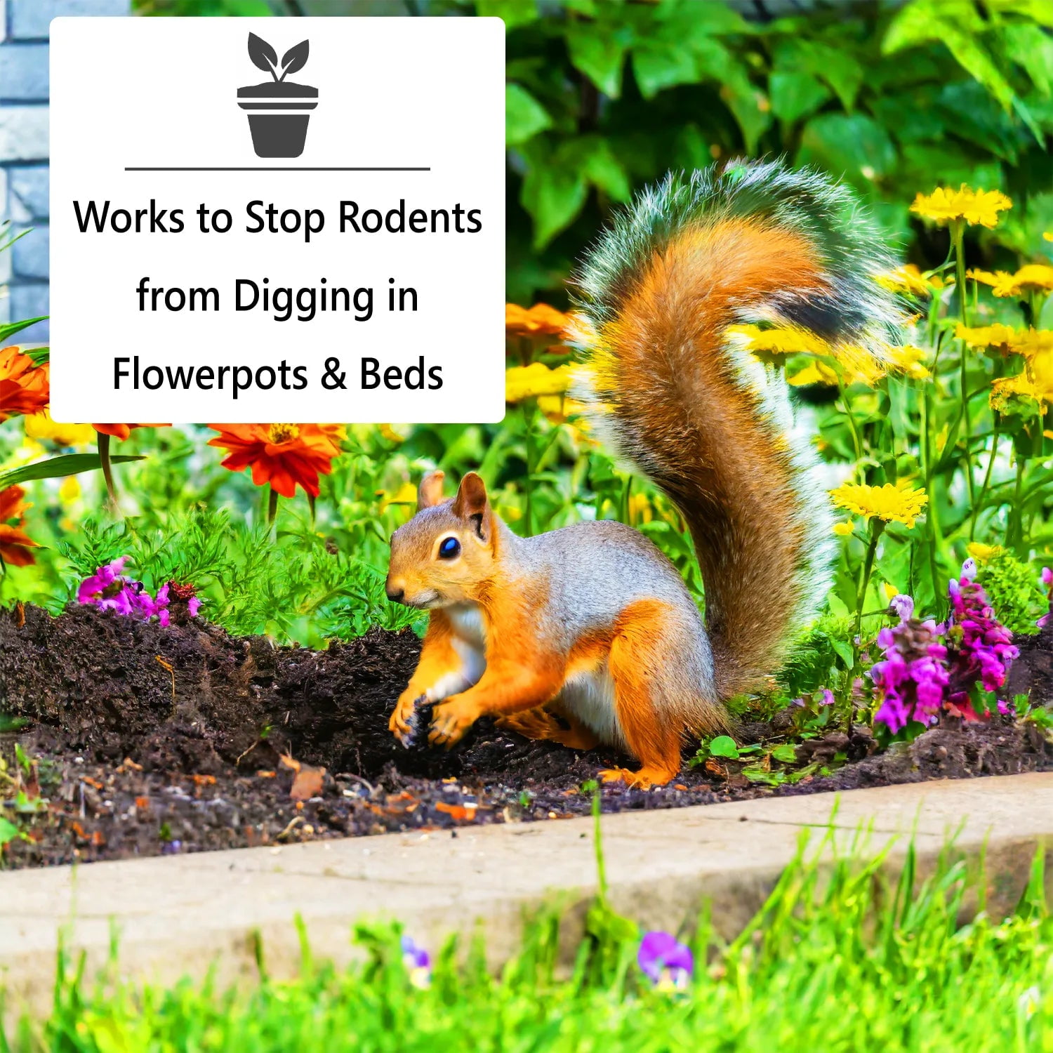 Nature's MACE Rodent Repellent Granular Formula for Mice Rats Squirrels and Chipmunks (6 lb) pgrhs