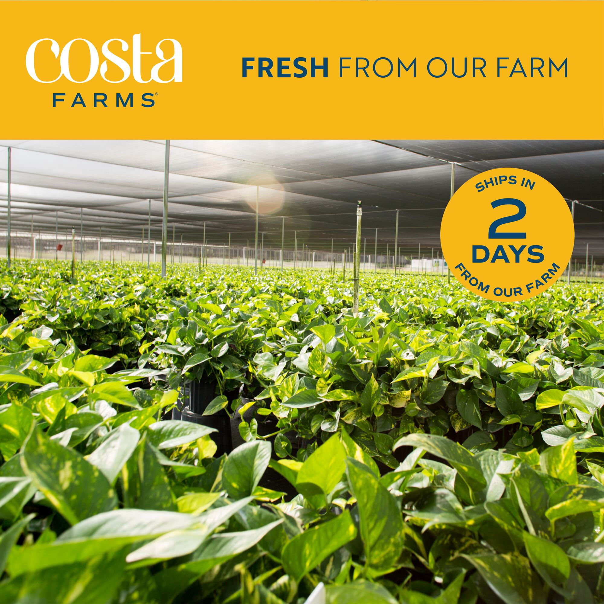 Costa Farms Live Indoor Dieffenbachia Plant (Green, 12-18 in) stph2