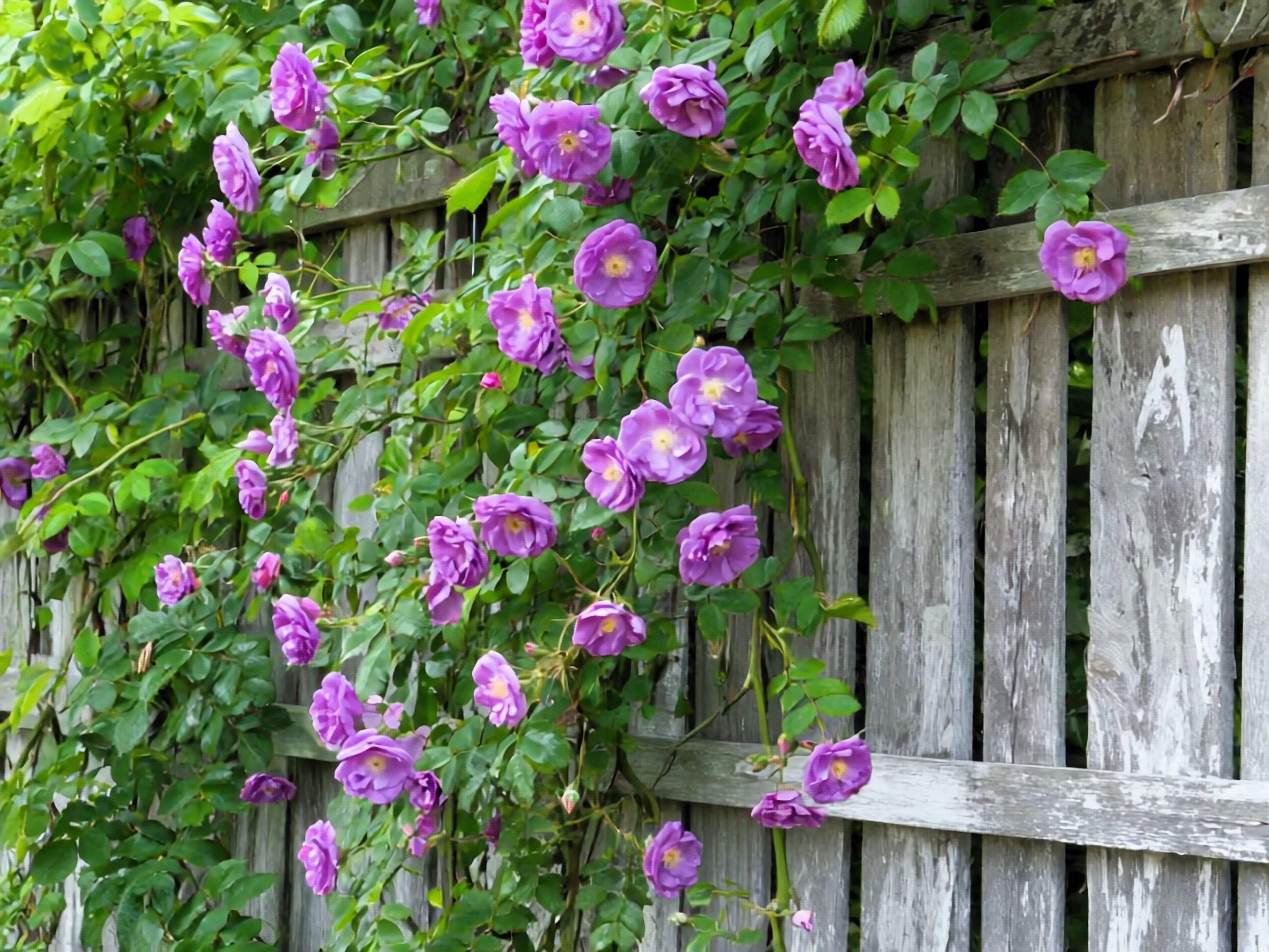 Seedville USA Purple Climbing Rose Flower Seeds (Fragrant Rosa Bush Vine, 5 Seeds) e0320