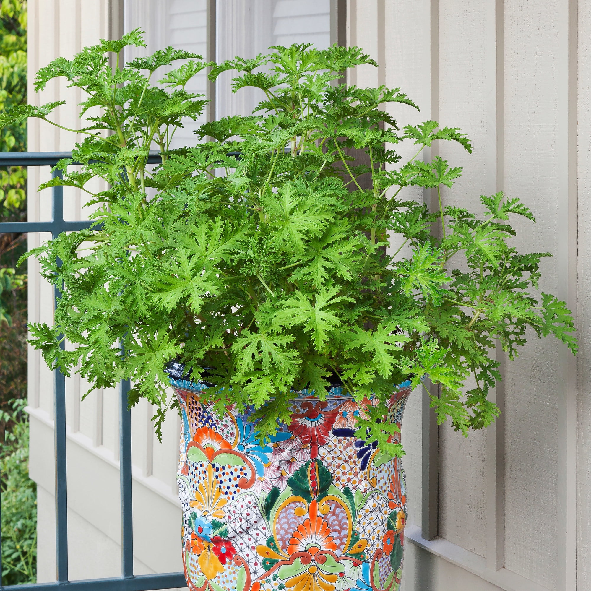 Bonnie Plants Citronella Live Herb Plant (Green, 2.32 qt) w8by4