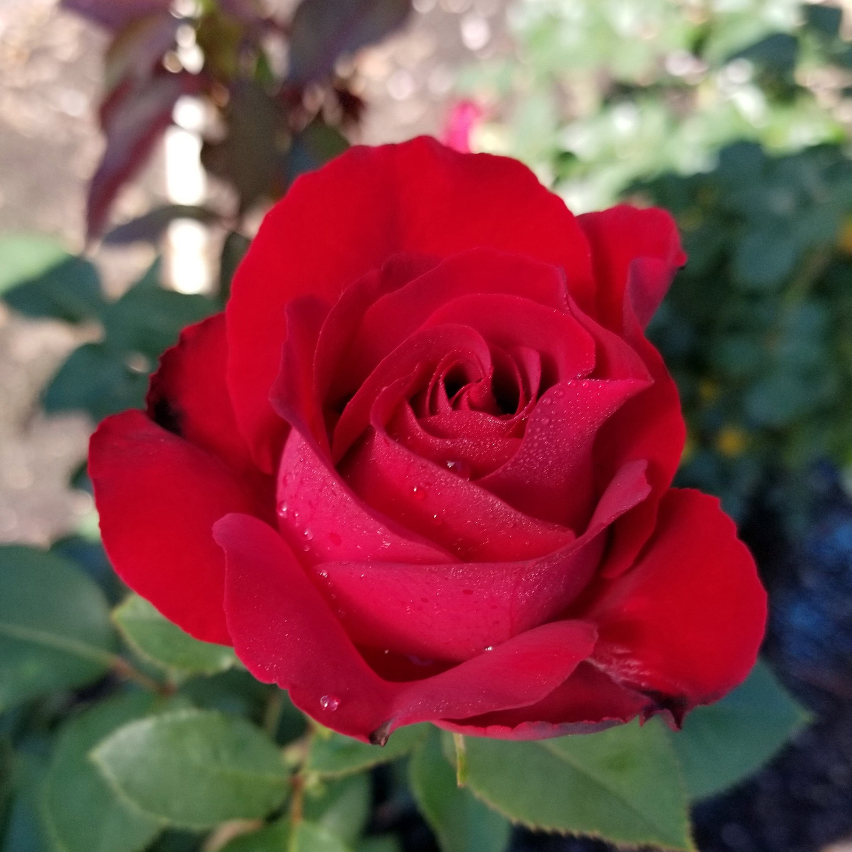 Expert Gardener Dormant Garden Rose Live Shrub (Disease Resistant, 3 ft to 4 ft Height) e8kta