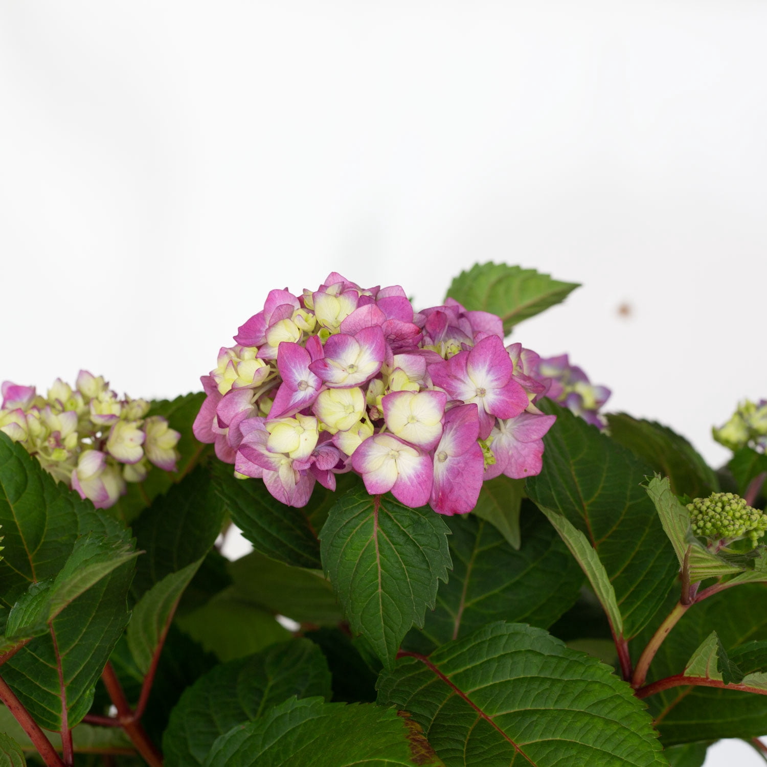 Endless Summer BloomStruck Reblooming Hydrangea Live Shrub (Pink and Blue, 2 Gallon) zkacp