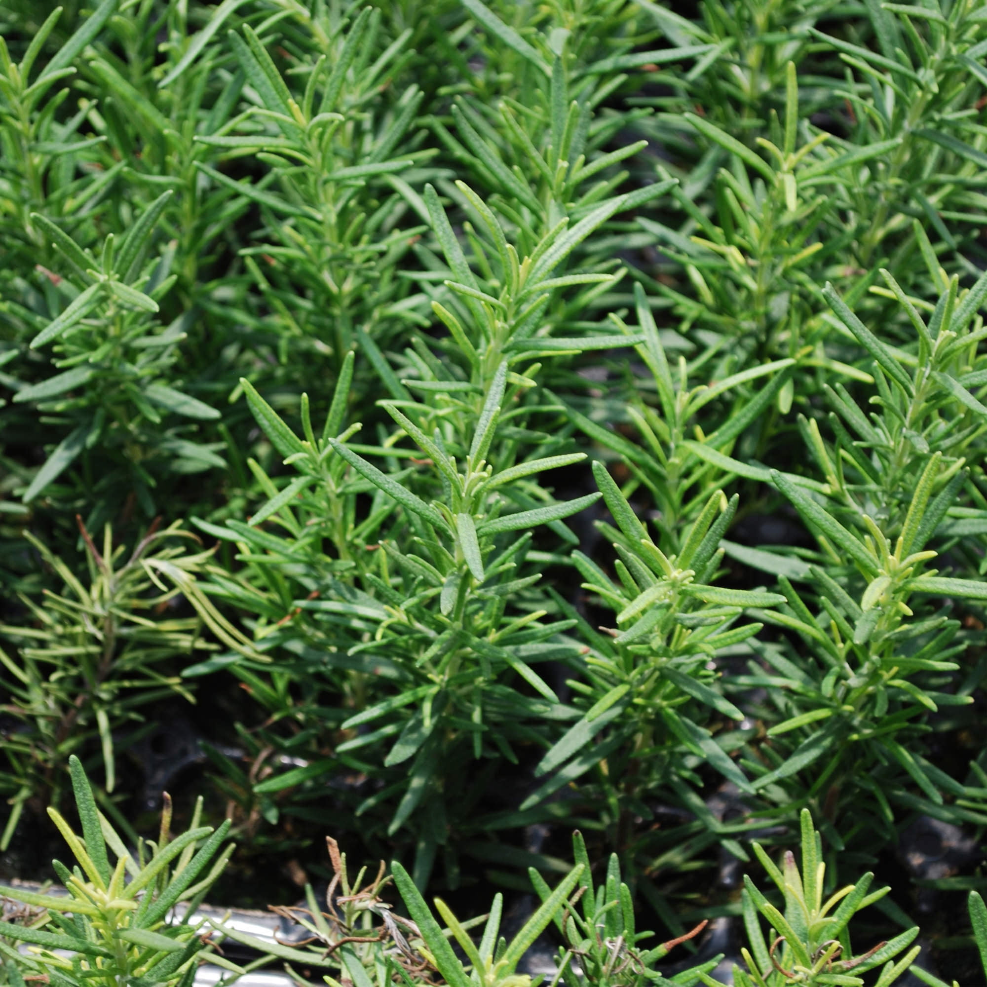 Bonnie Plants Rosemary Live Herb Plant (Green, 19.3 oz, 2-Pack) awnm4