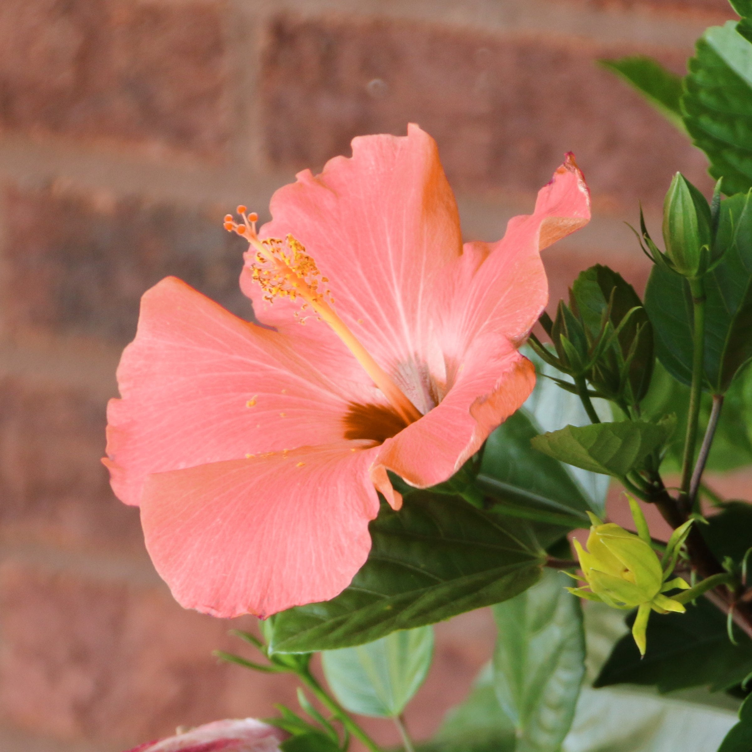 National Plant Network Hibiscus Peach Braided Live Tree (Orange, 2 gal) tnifo