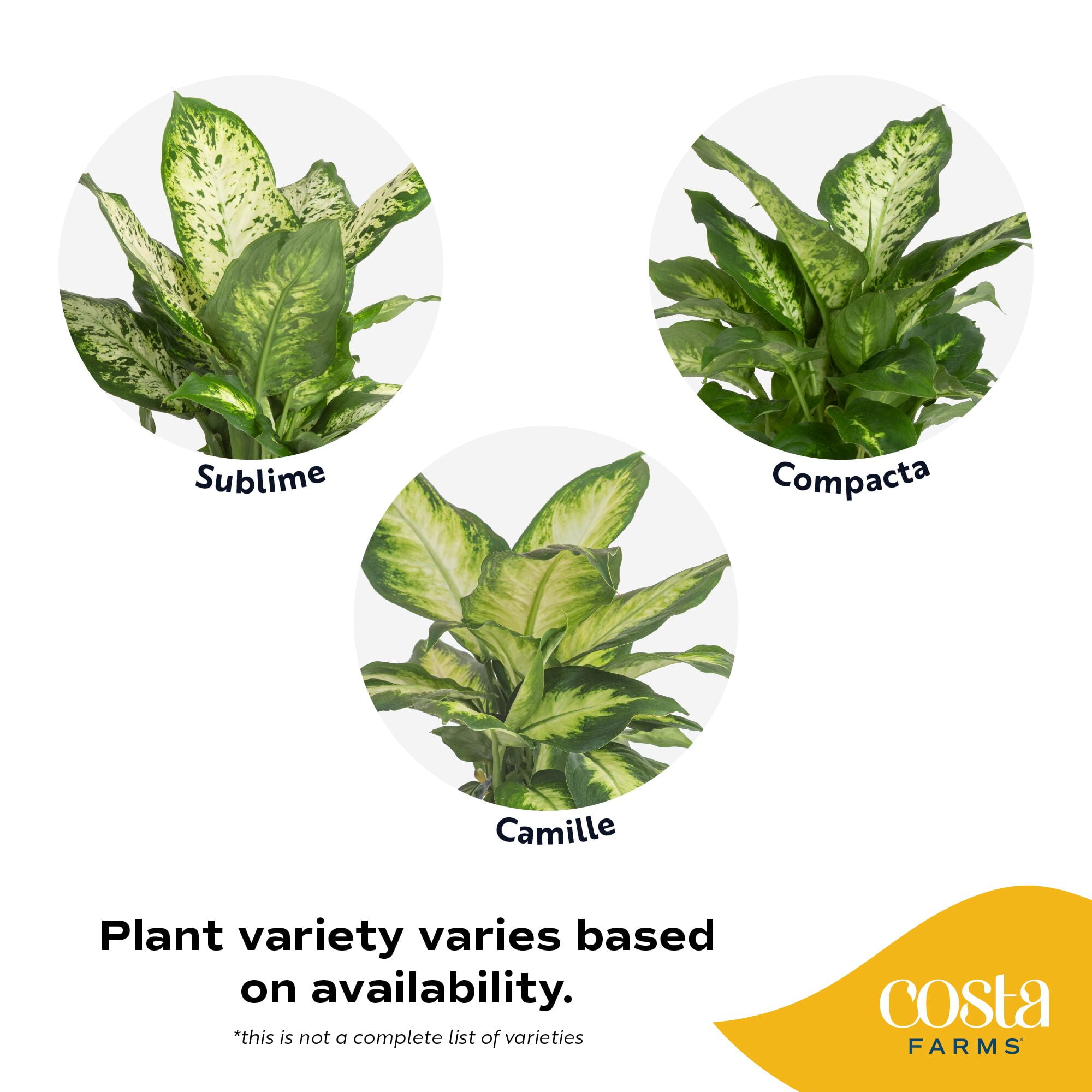 Costa Farms Live Indoor Dieffenbachia Plant (Green, 12-18 in) stph2