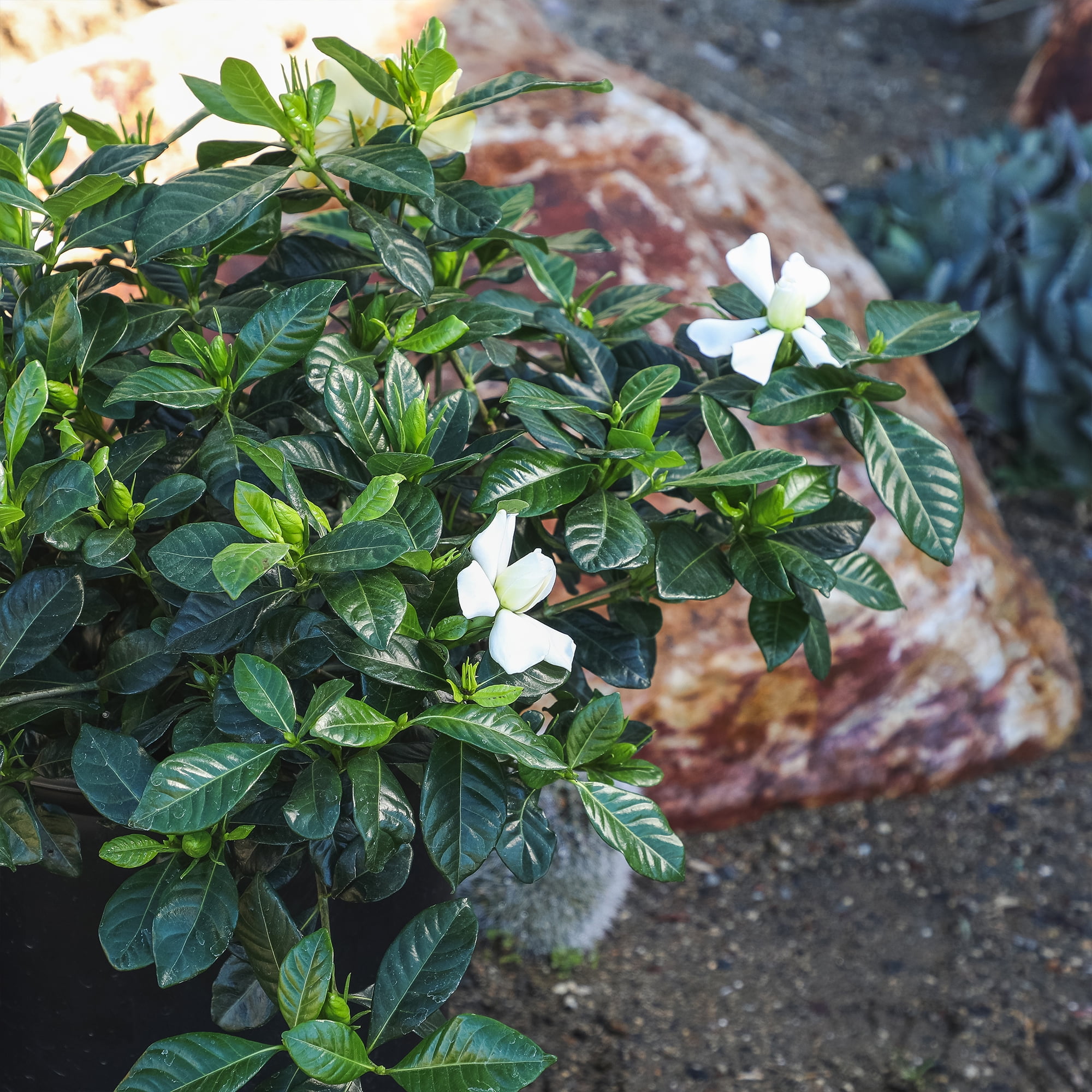 Altman Plants Gardenia Jasminoides Live Flowering Shrub (White, 1 gal) hcazo
