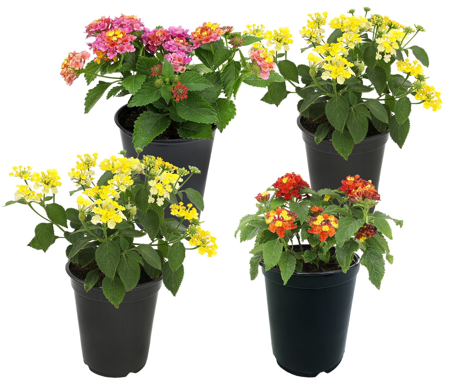 Expert Gardener Multicolor Lantana Drought Tolerant Live Plants (Full Sun, 1 Quart, 4 Count) laau8