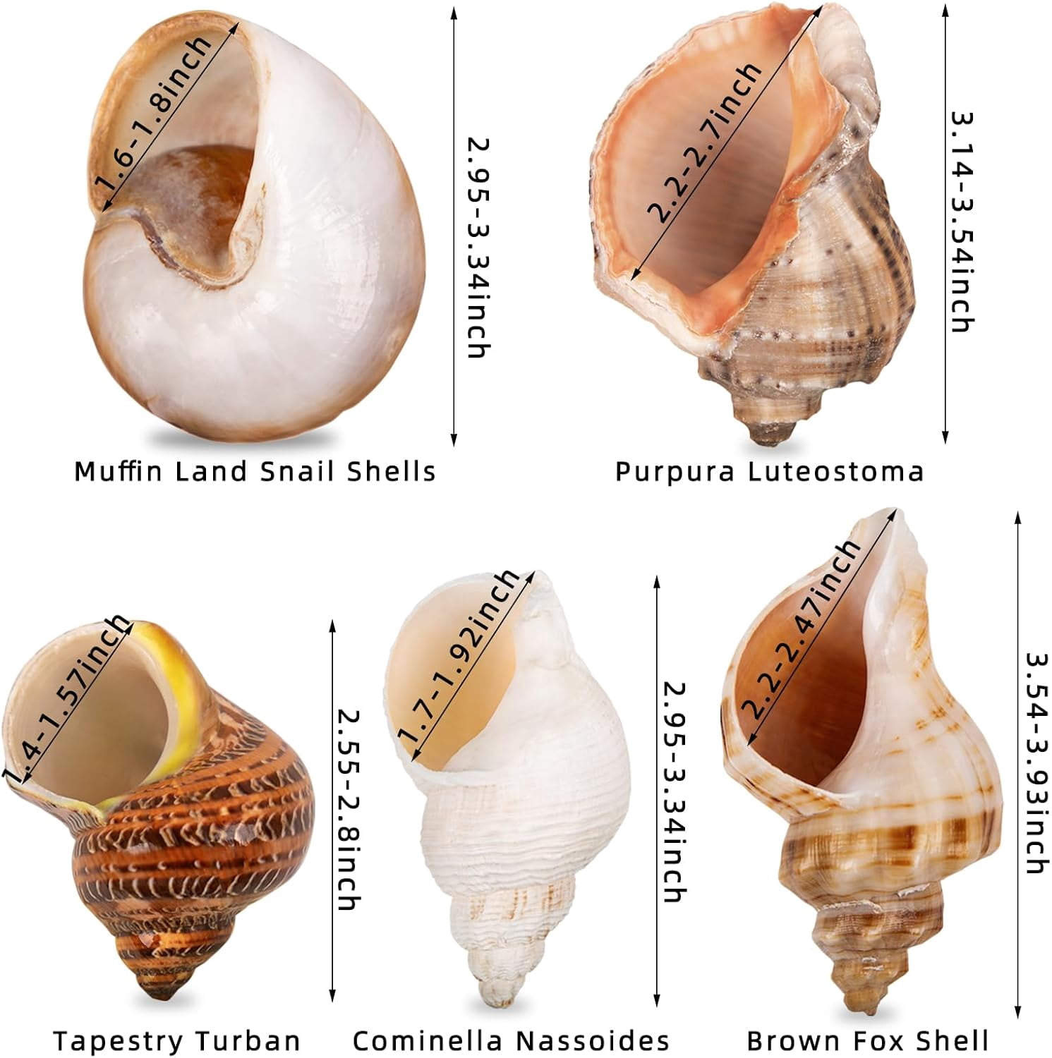 SINKOO Natural Hermit Crab Shells for Medium to Large Crabs (White, 5 Pack, 2.8 in - 3.9 in) 6ihji