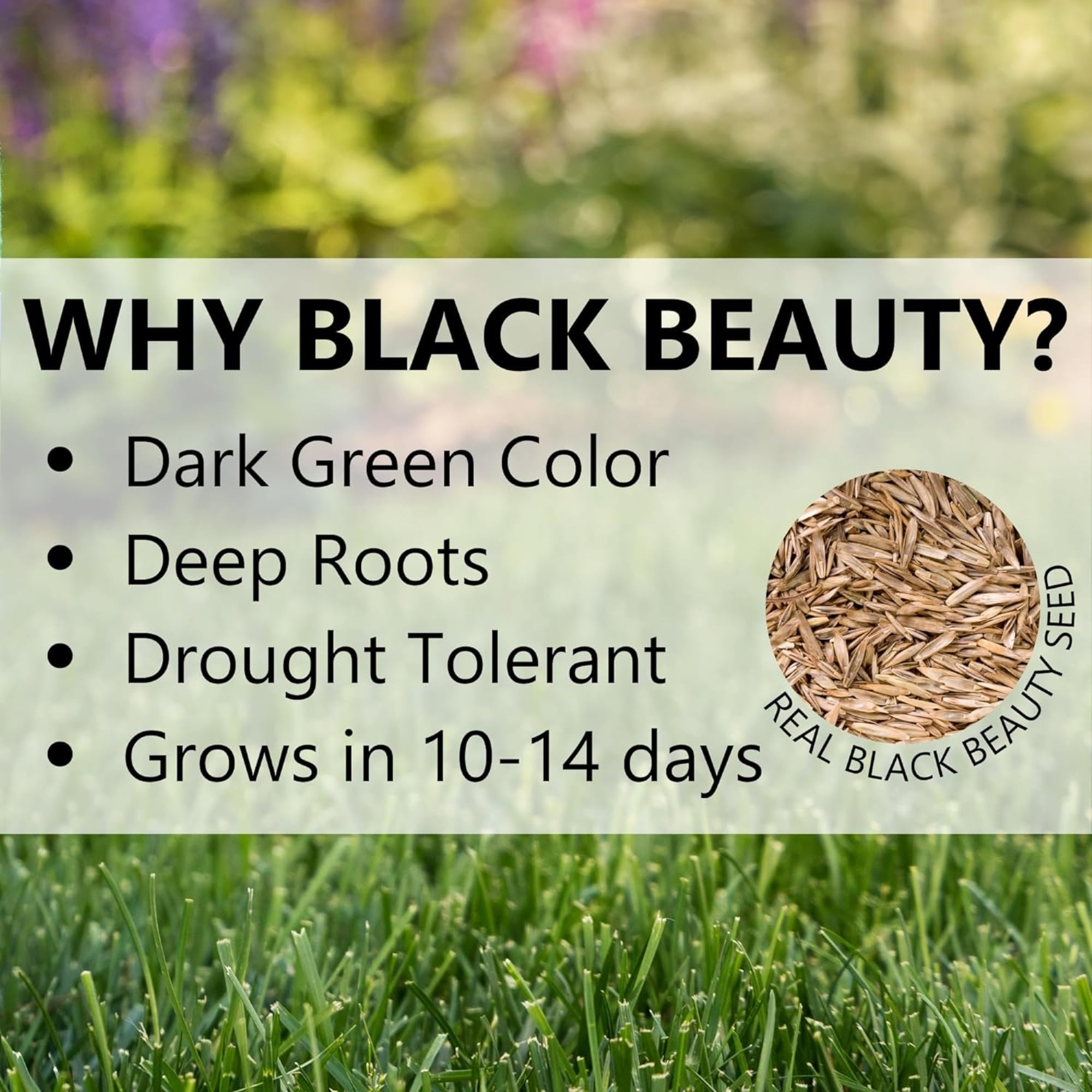 Jonathan Green Black Beauty Ultra Grass Seed for Sun and Shade (Green, 3 lb) 5qlwf