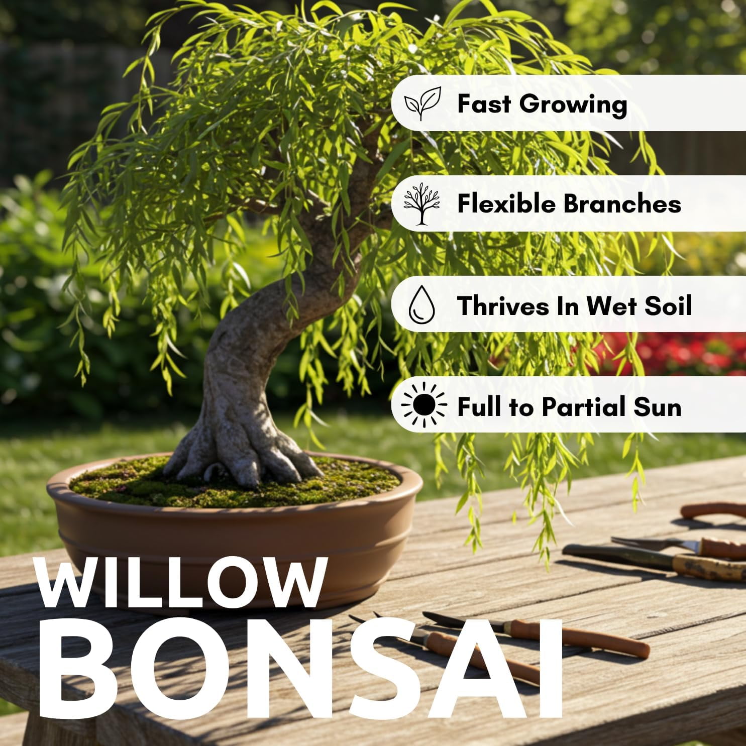 CZ Grain Willow Bonsai Tree Starter Cutting (Thick Trunk, Fast Growing) 1d566