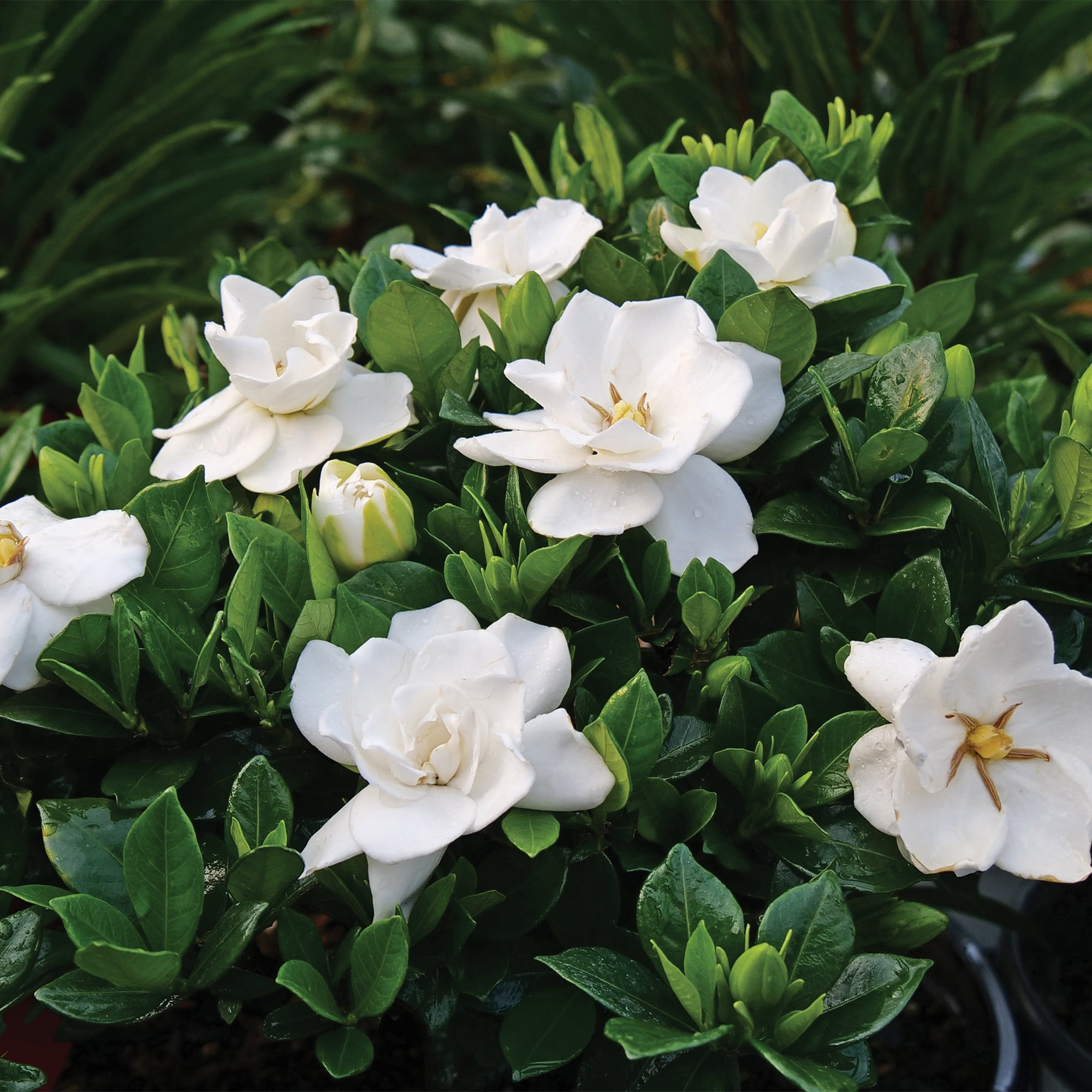 Expert Gardener Gardenia Frostproof Live Shrub (Green, 2.25 gal) tb2lf