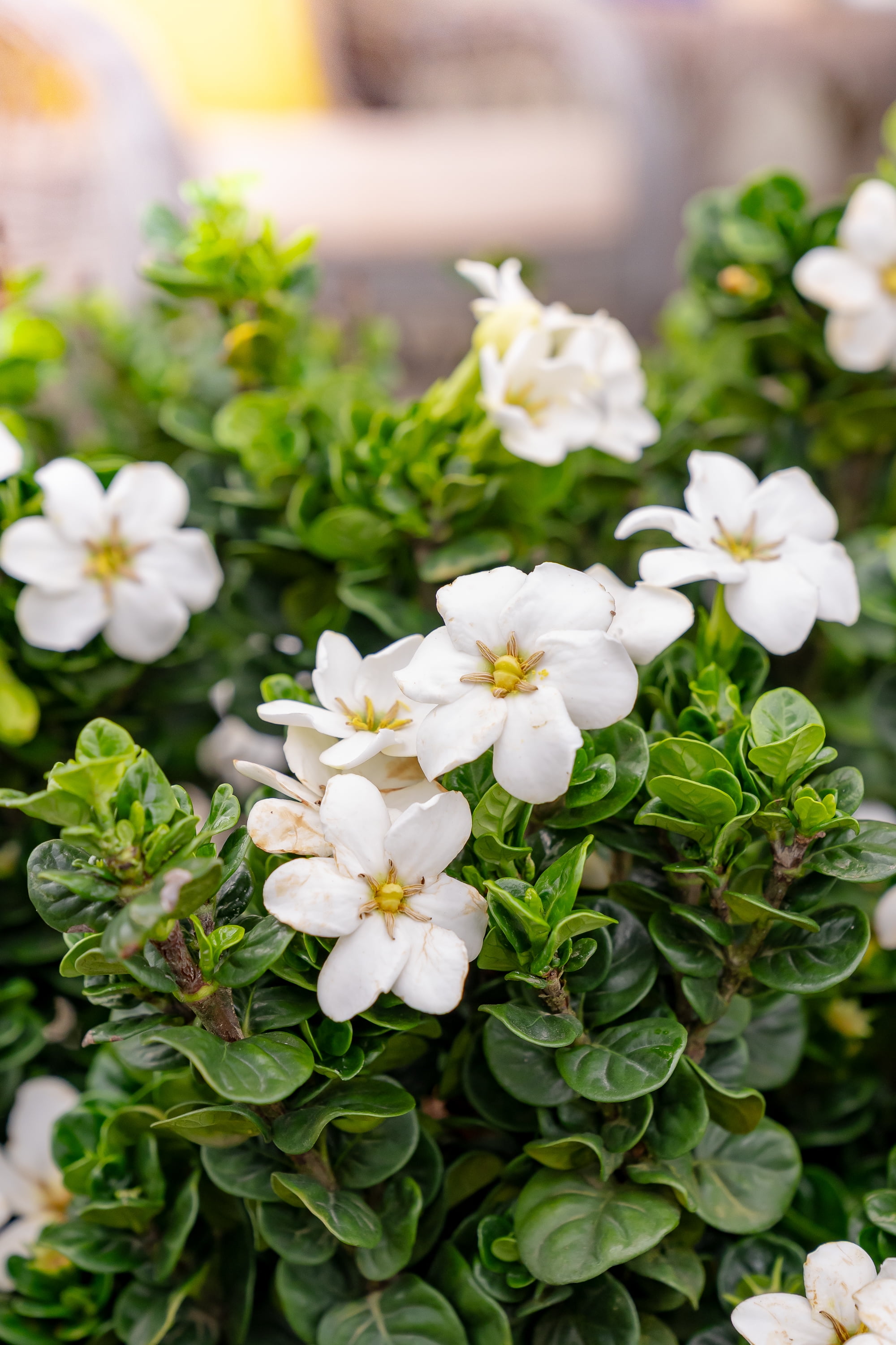 Southern Living Diamond Spire Gardenia Live Shrub (Creamy-White, 2.5 qt) ipiep