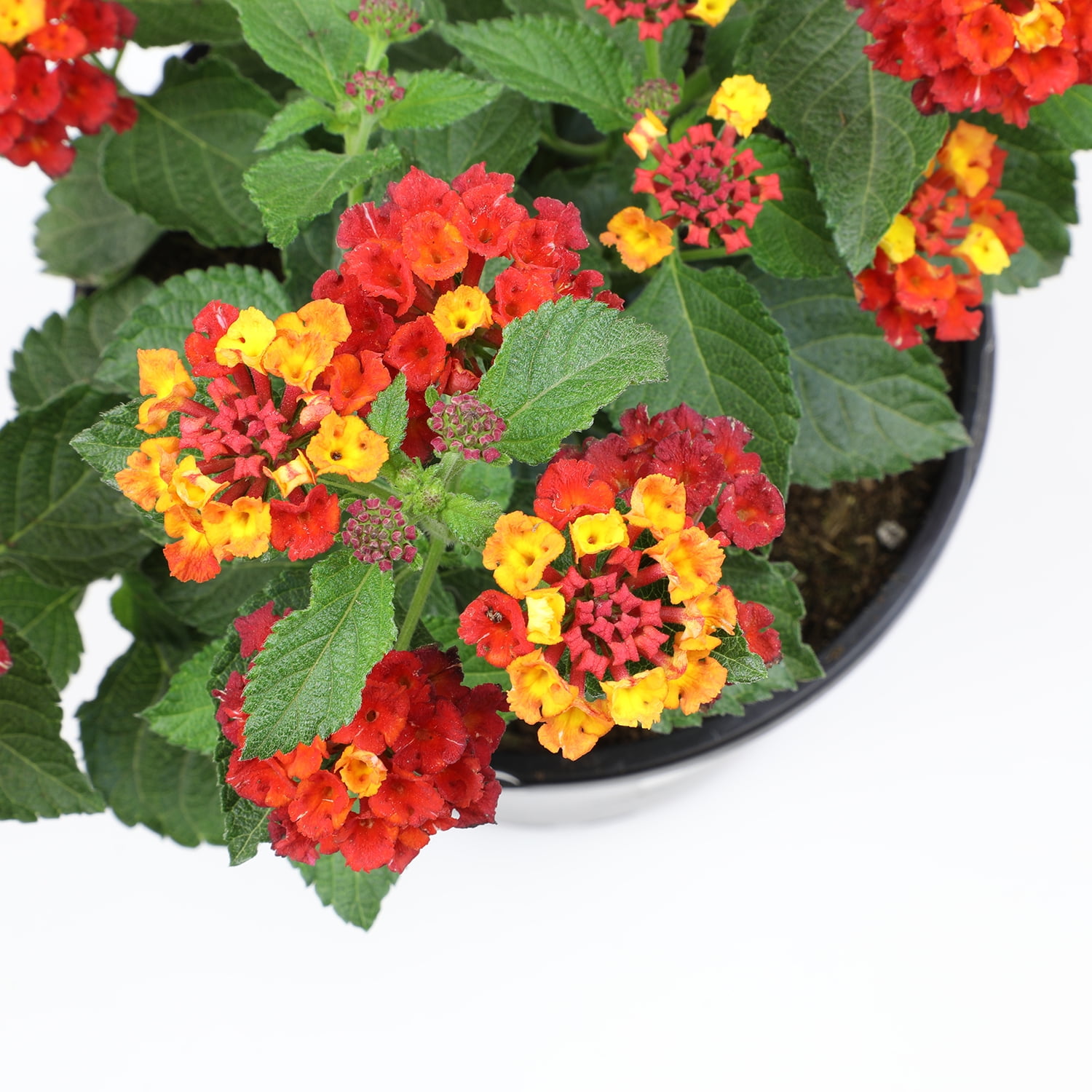 Expert Gardener Dallas Red Lantana Live Plant (Red, 2.5 qt) zzdt8